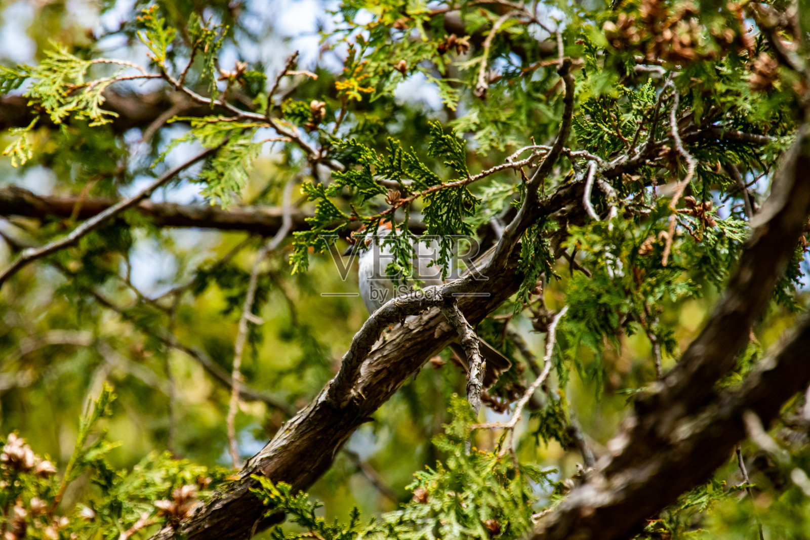 坐在树枝上的红衣主教照片摄影图片