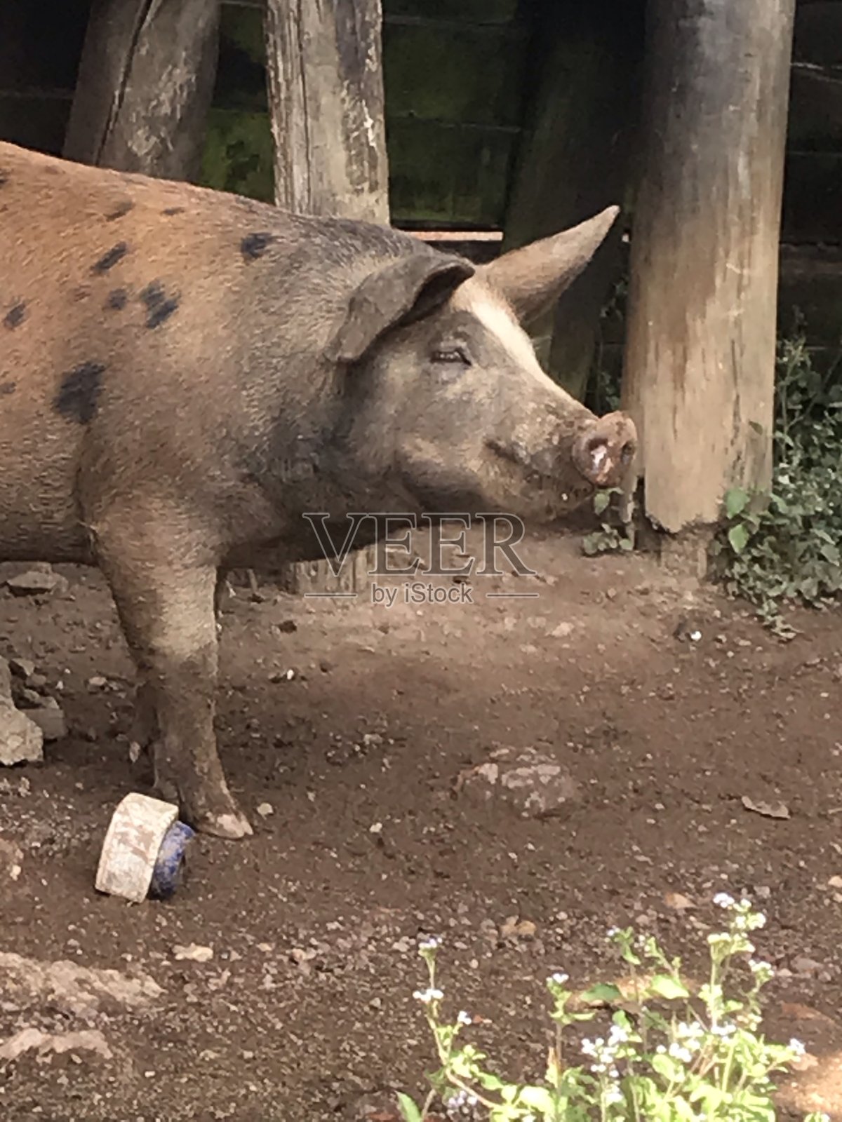 猪照片摄影图片