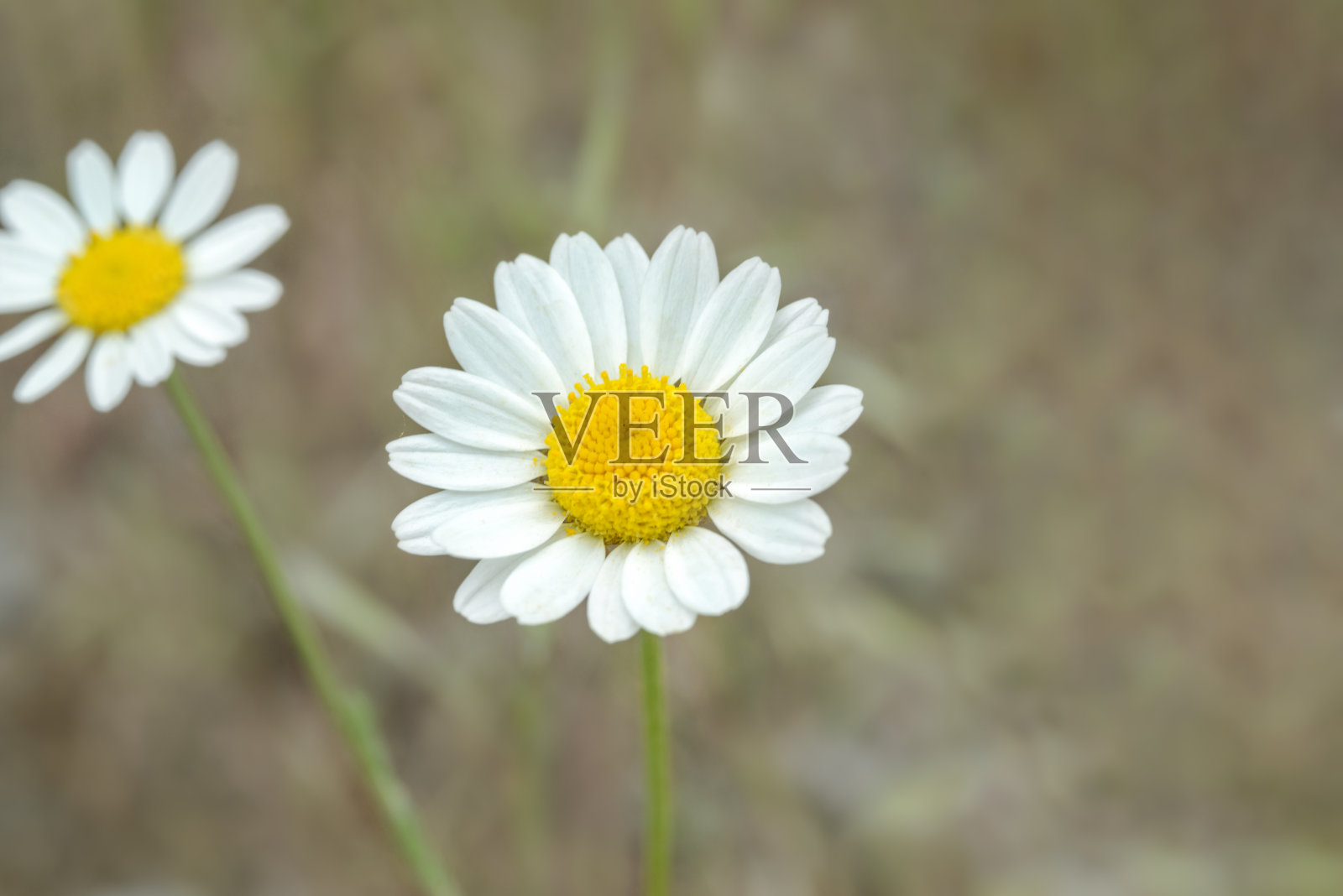 美丽的白色甘菊，微距，背景照片摄影图片