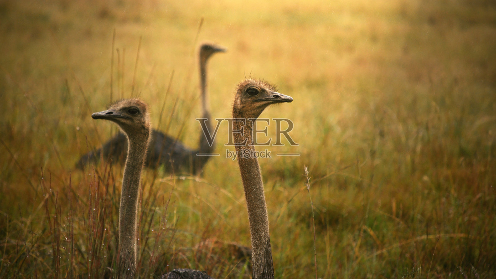 草丛中警惕的野生鸵鸟照片摄影图片