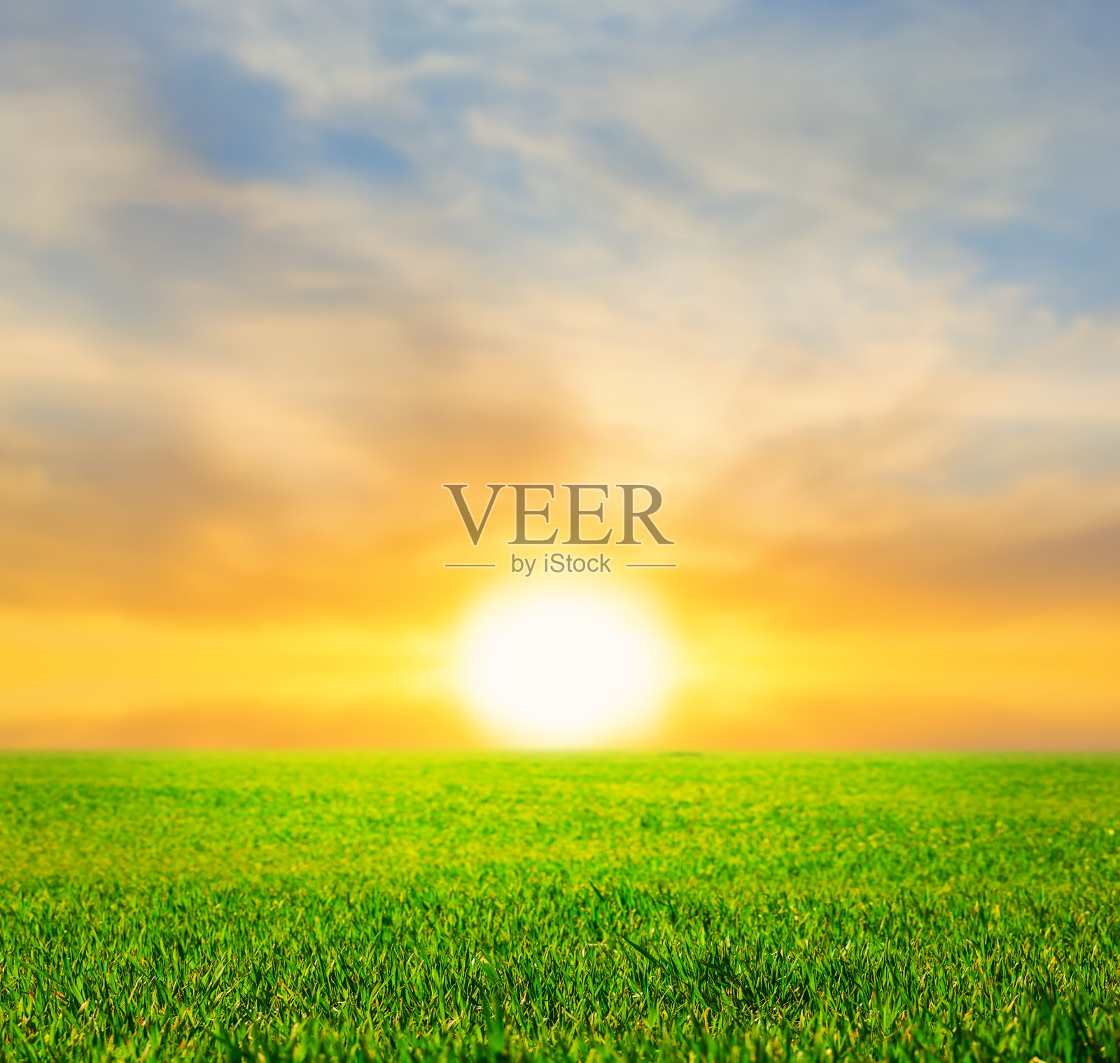 美丽的日落在绿色的夏季田野照片摄影图片