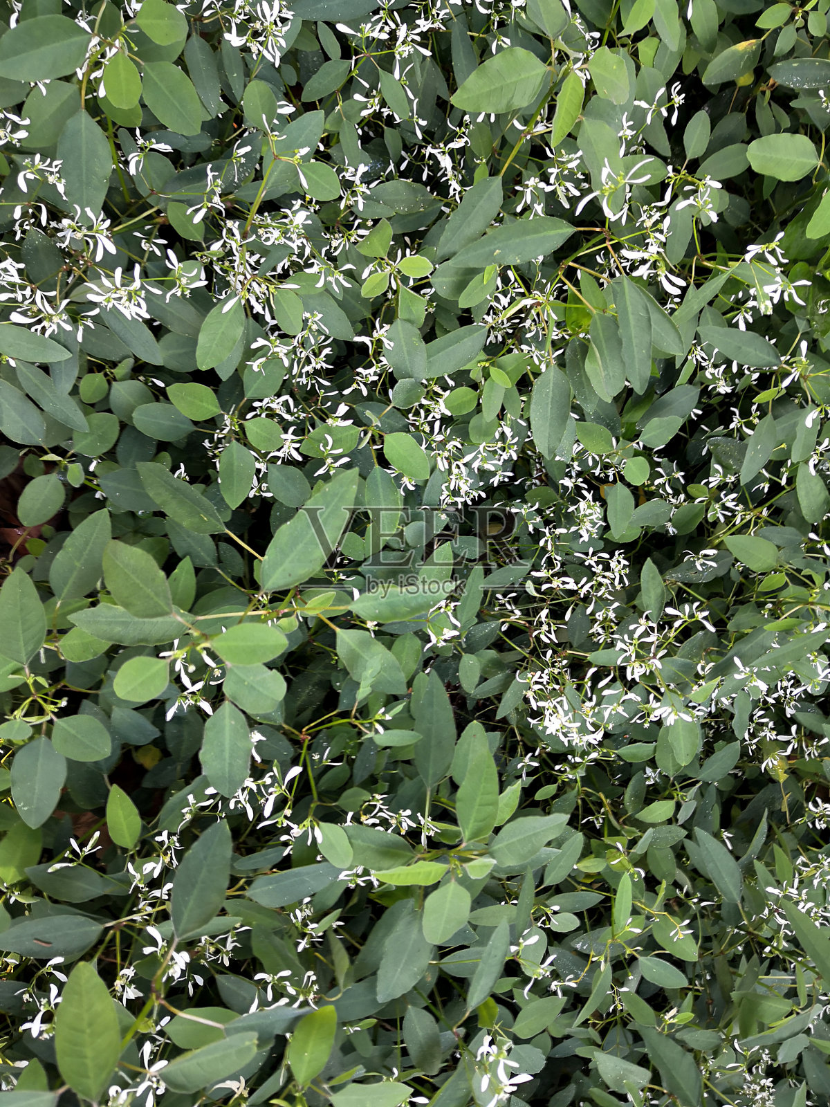 绿色常春藤背景照片摄影图片