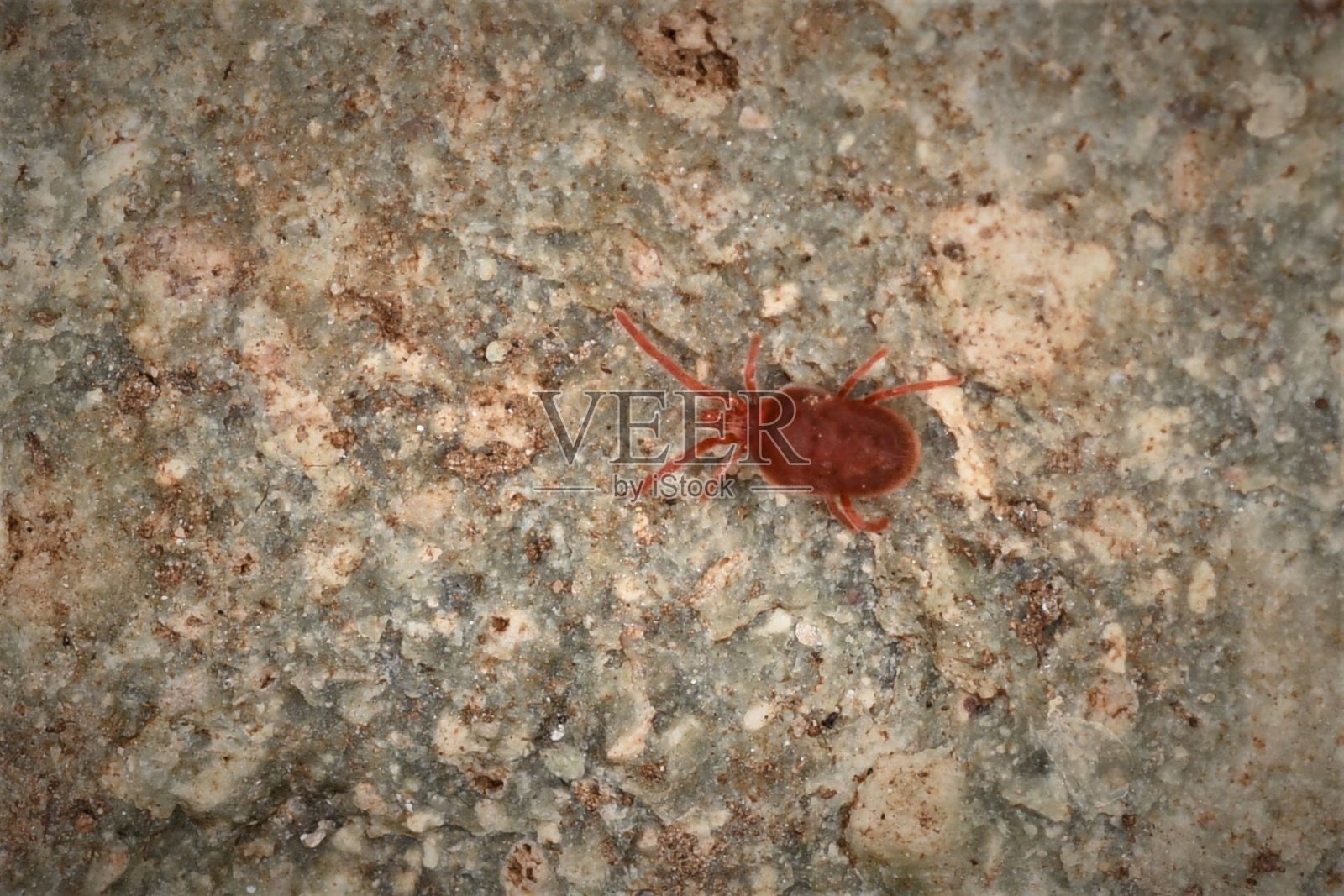 红螨照片摄影图片