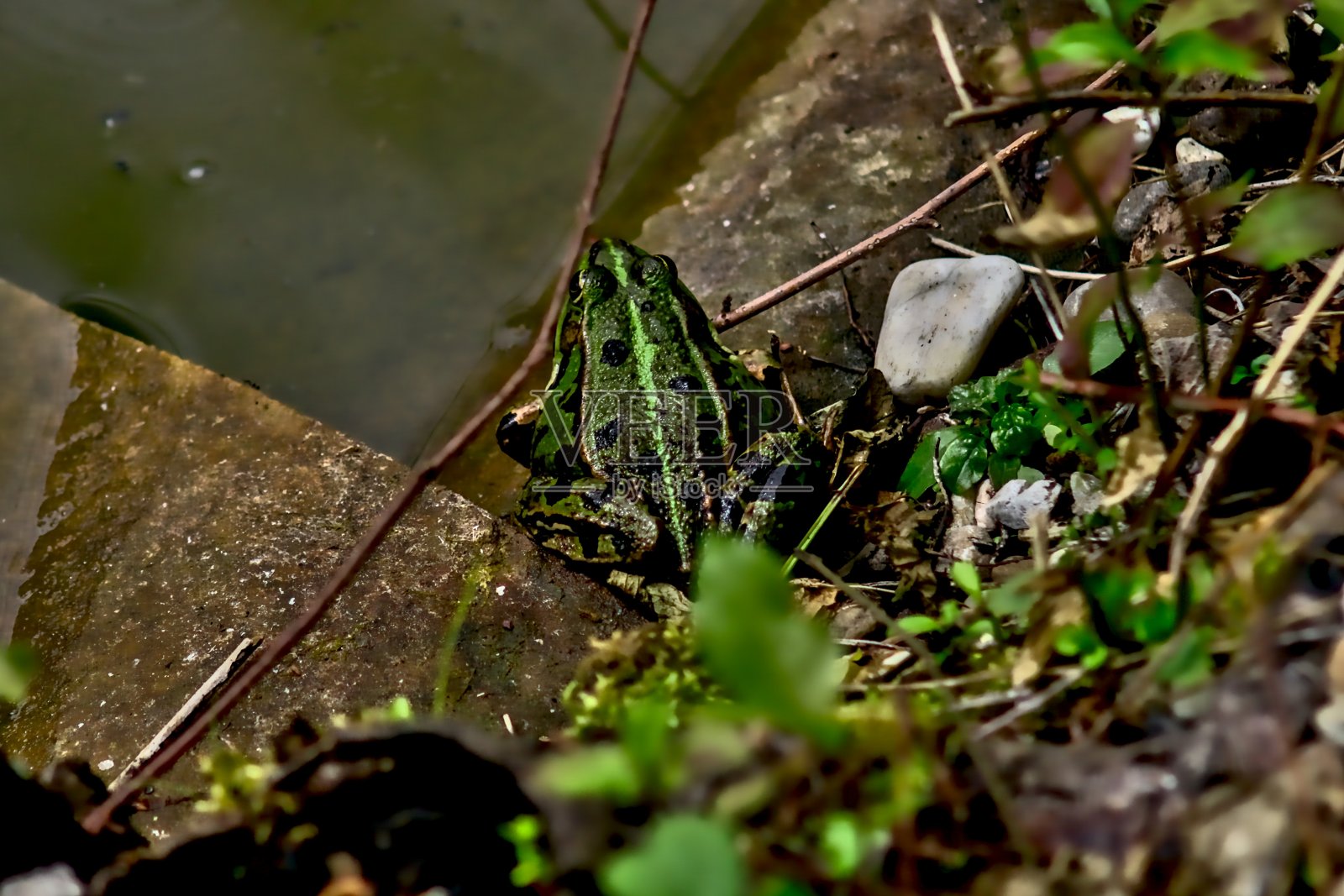 一只青蛙坐在河边。照片摄影图片