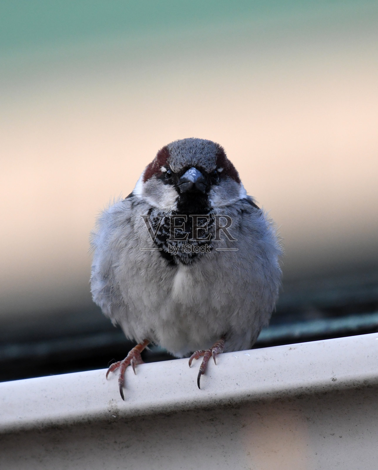 麻雀家盯着你看照片摄影图片