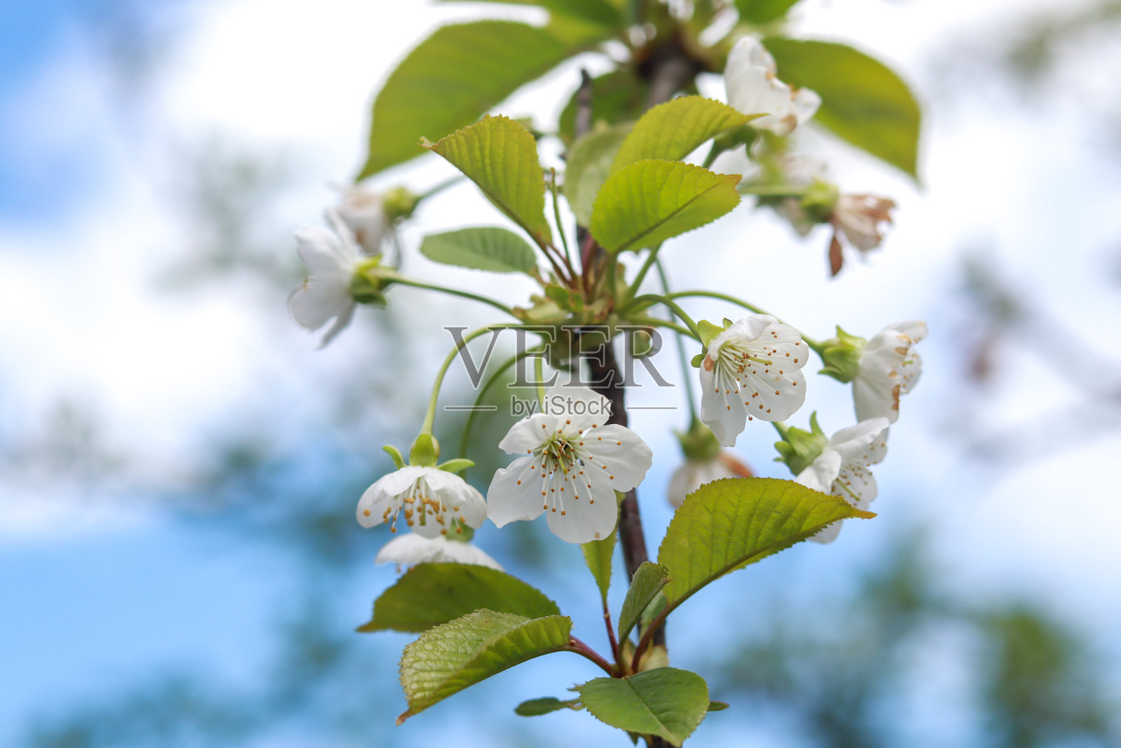 美丽的白色樱花在春天的蓝天。特写镜头，模糊的背景照片摄影图片