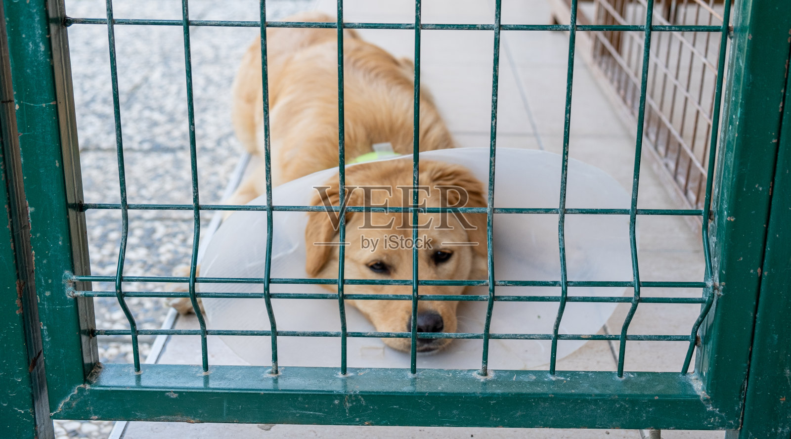 狗在动物收容所的笼子手术后照片摄影图片