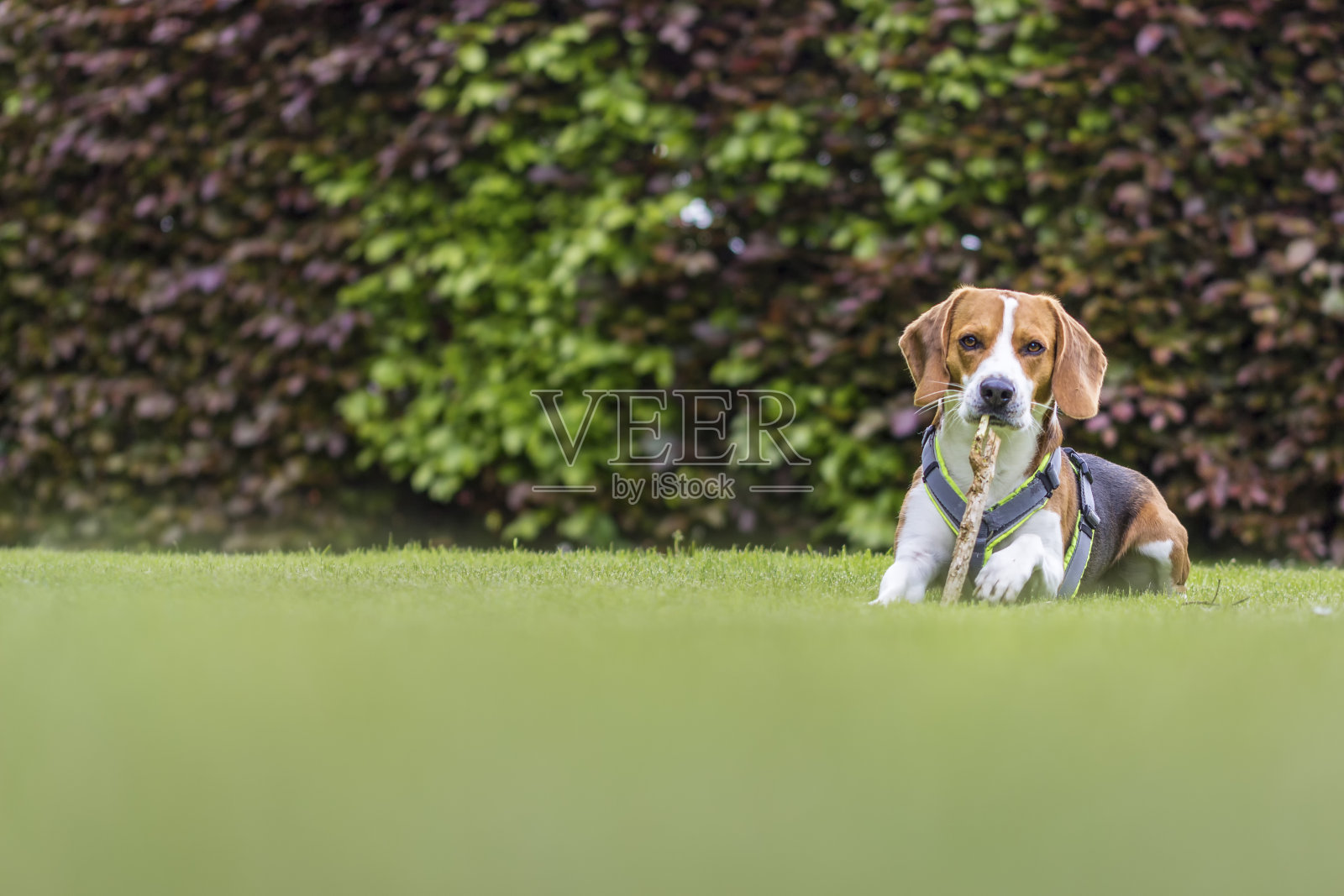 比格尔全神贯注地坐着，嘴里叼着一根棍子照片摄影图片
