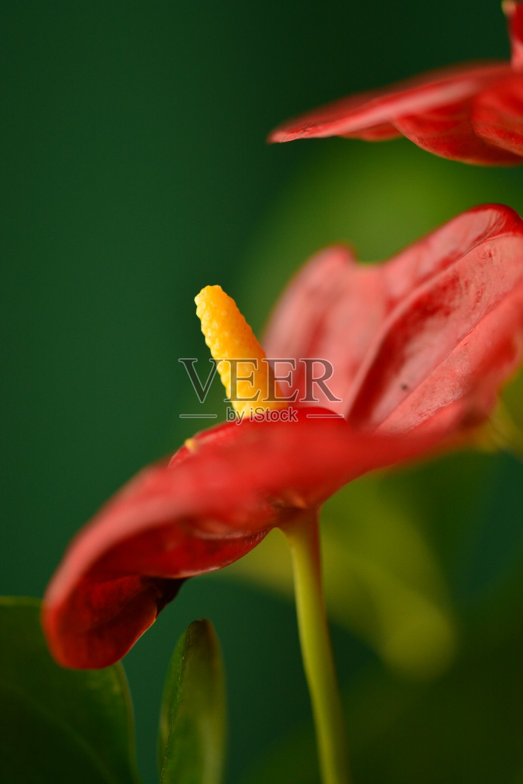 花药在春天开花照片摄影图片