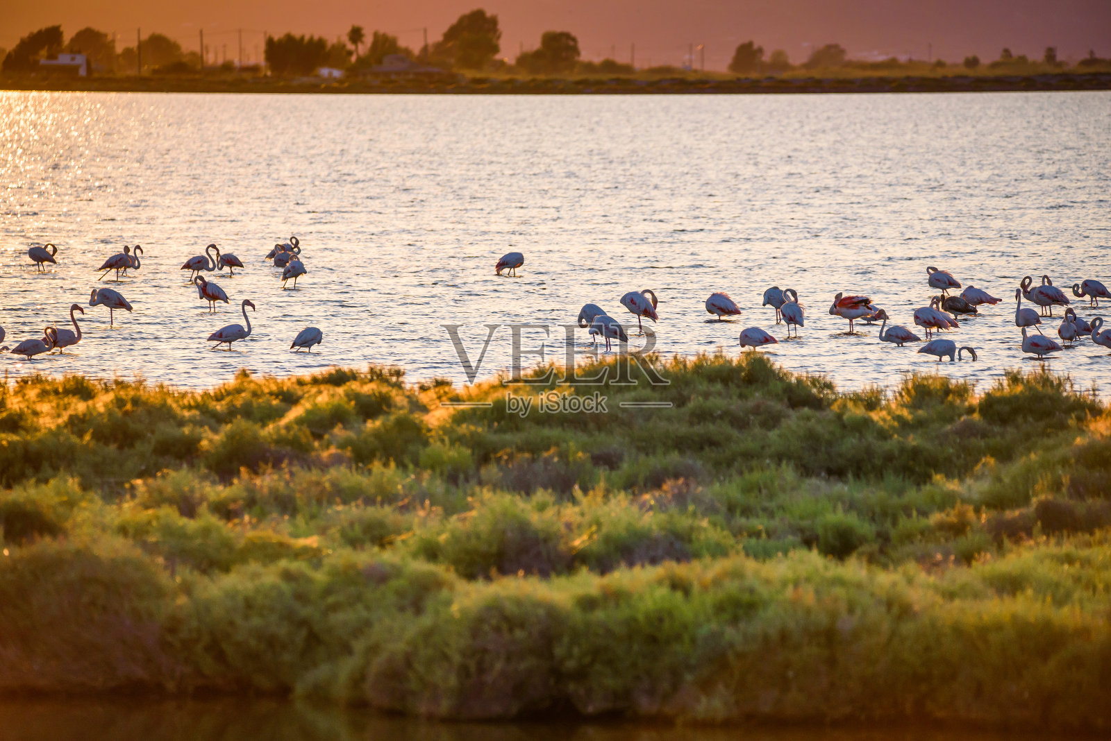西班牙埃布罗三角洲日落时与火烈鸟的宁静场景照片摄影图片