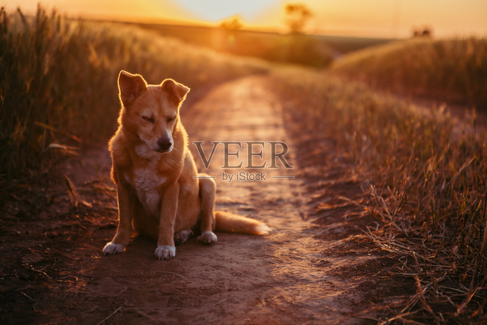 德拉甘Jereminov摄影照片摄影图片