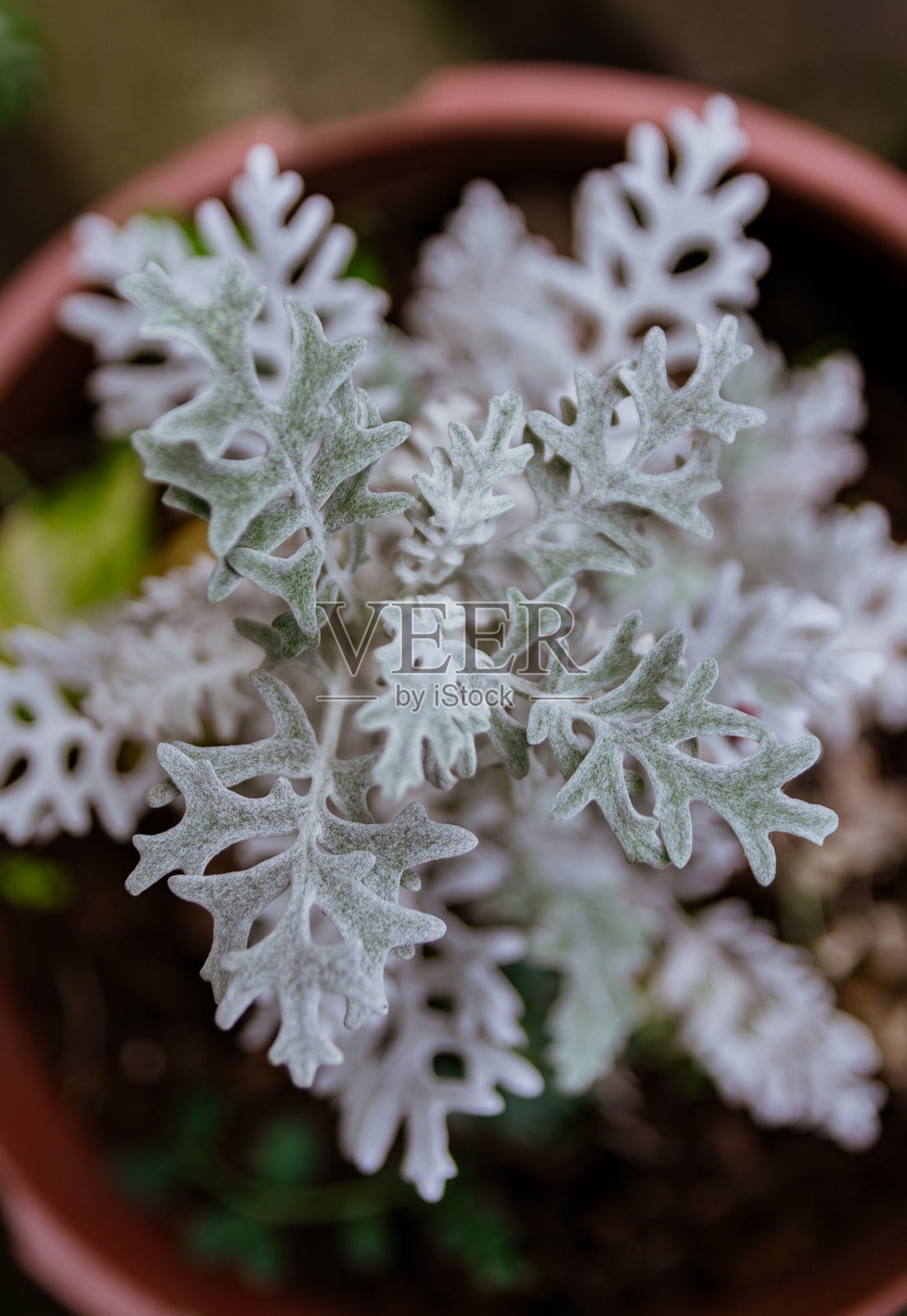 奇异的灰色叶植物点缀照片摄影图片