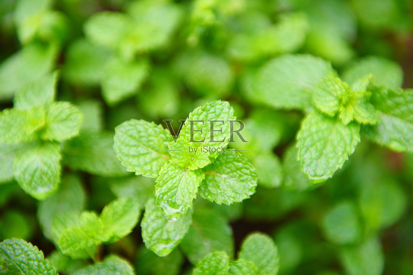 在花园里的薄荷叶背景-新鲜的薄荷叶在一个自然的绿色草本或蔬菜食物照片摄影图片