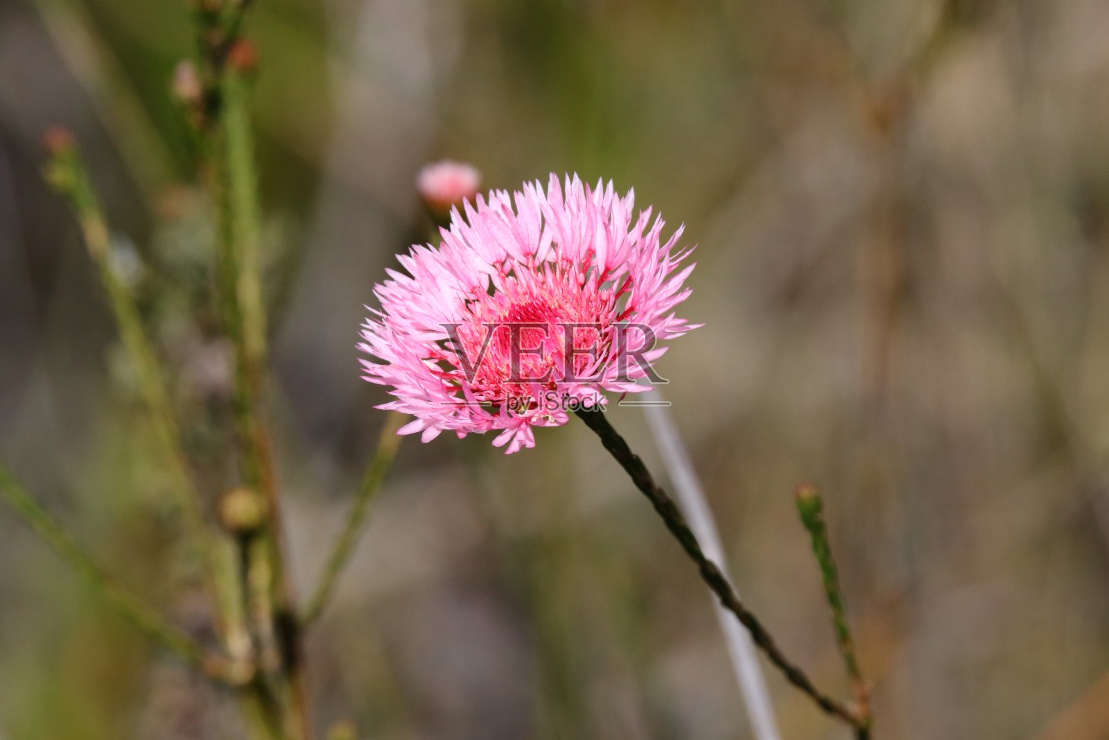Actinodium粉红色的形式照片摄影图片