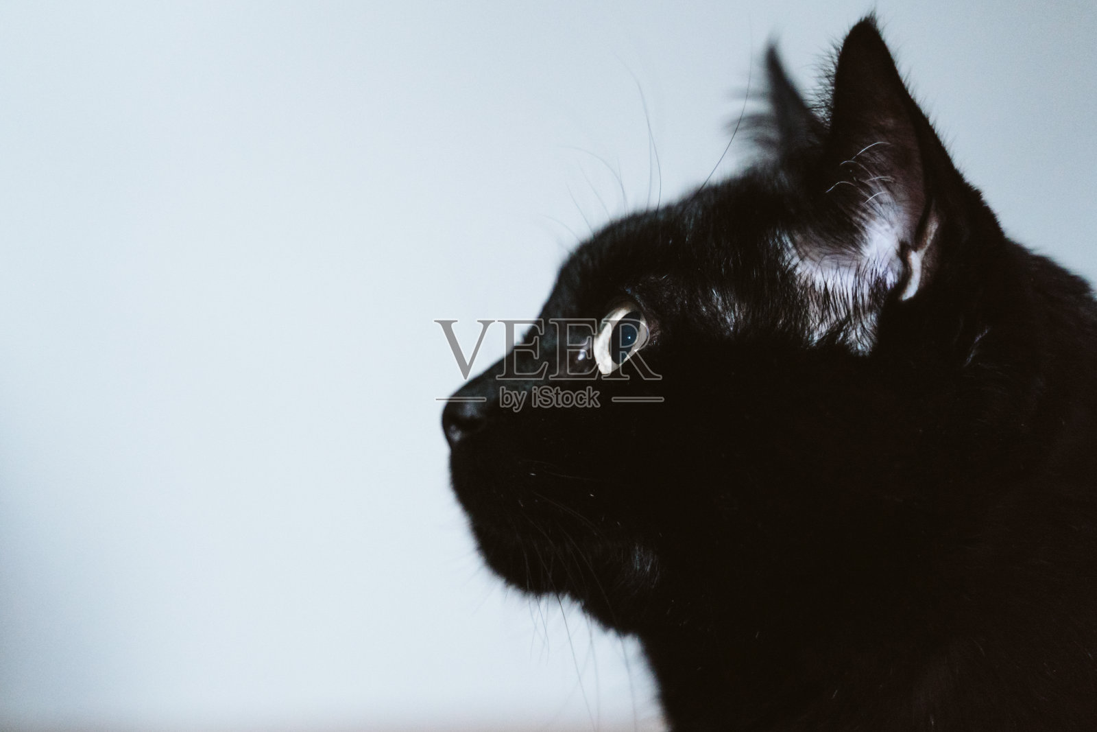 家里美丽的黑猫画像照片摄影图片