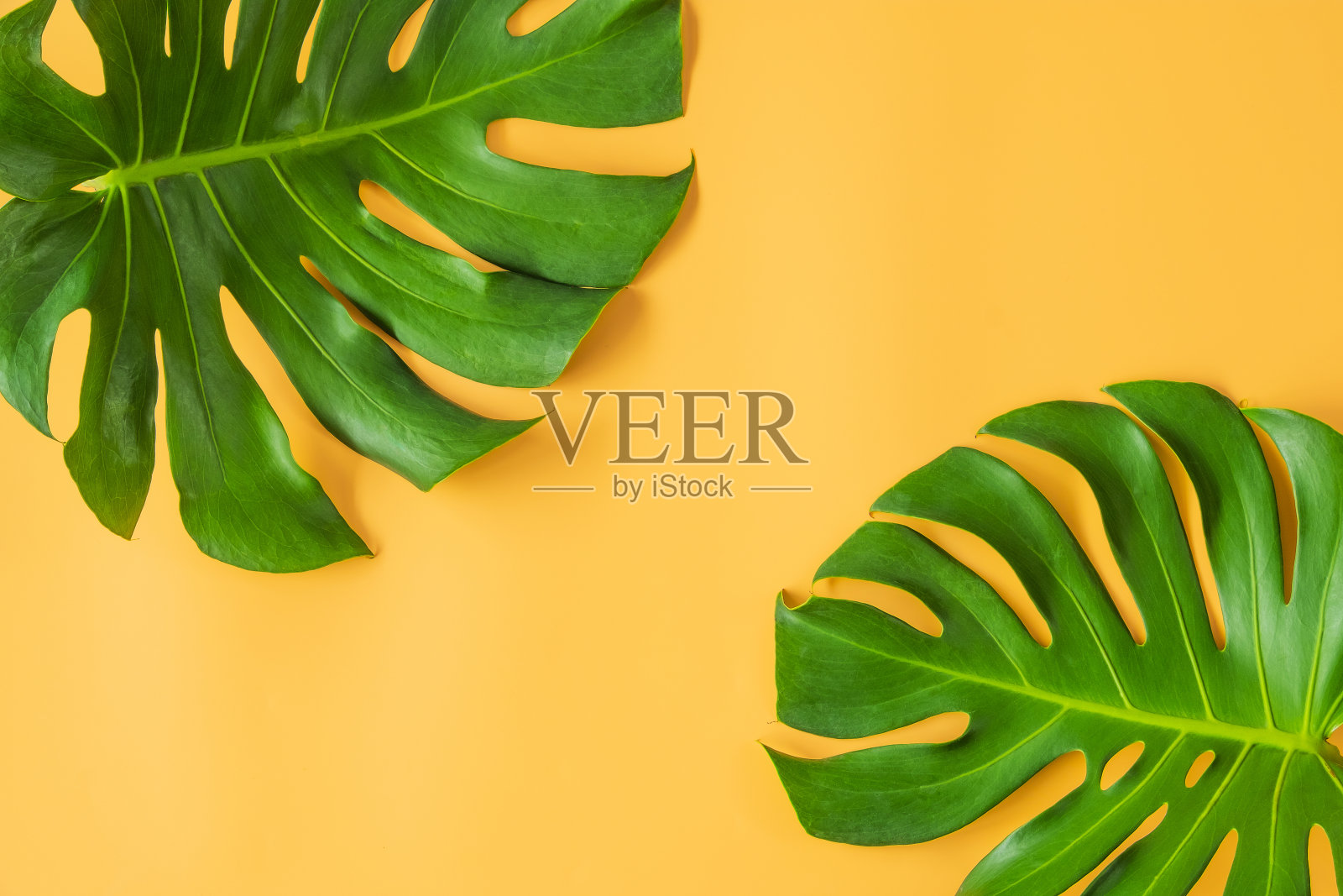 桔黄色的背景上躺着怪兽的叶子。照片摄影图片