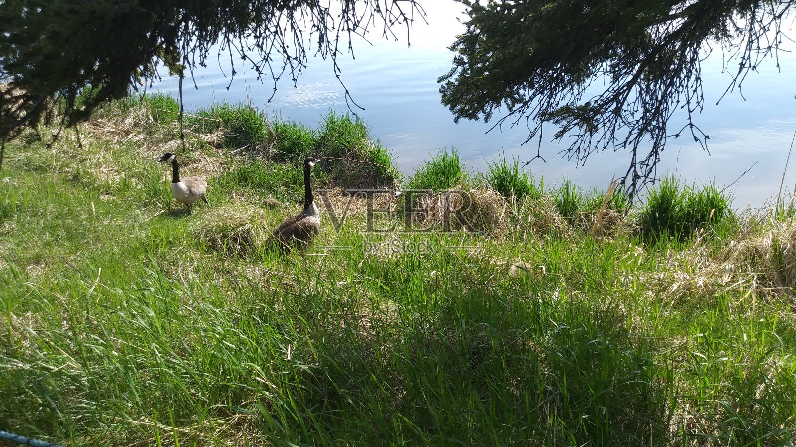 春天已经劳照片摄影图片