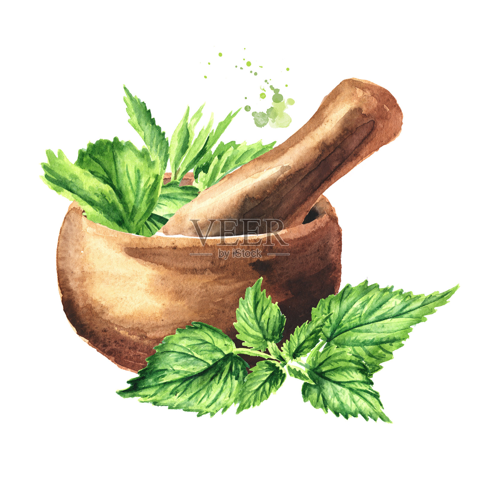 灰泥和新鲜的绿色荨麻嫩药草。手绘水彩插图，孤立的白色背景设计元素图片