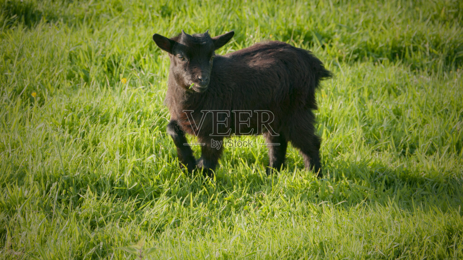 棕色小山羊照片摄影图片
