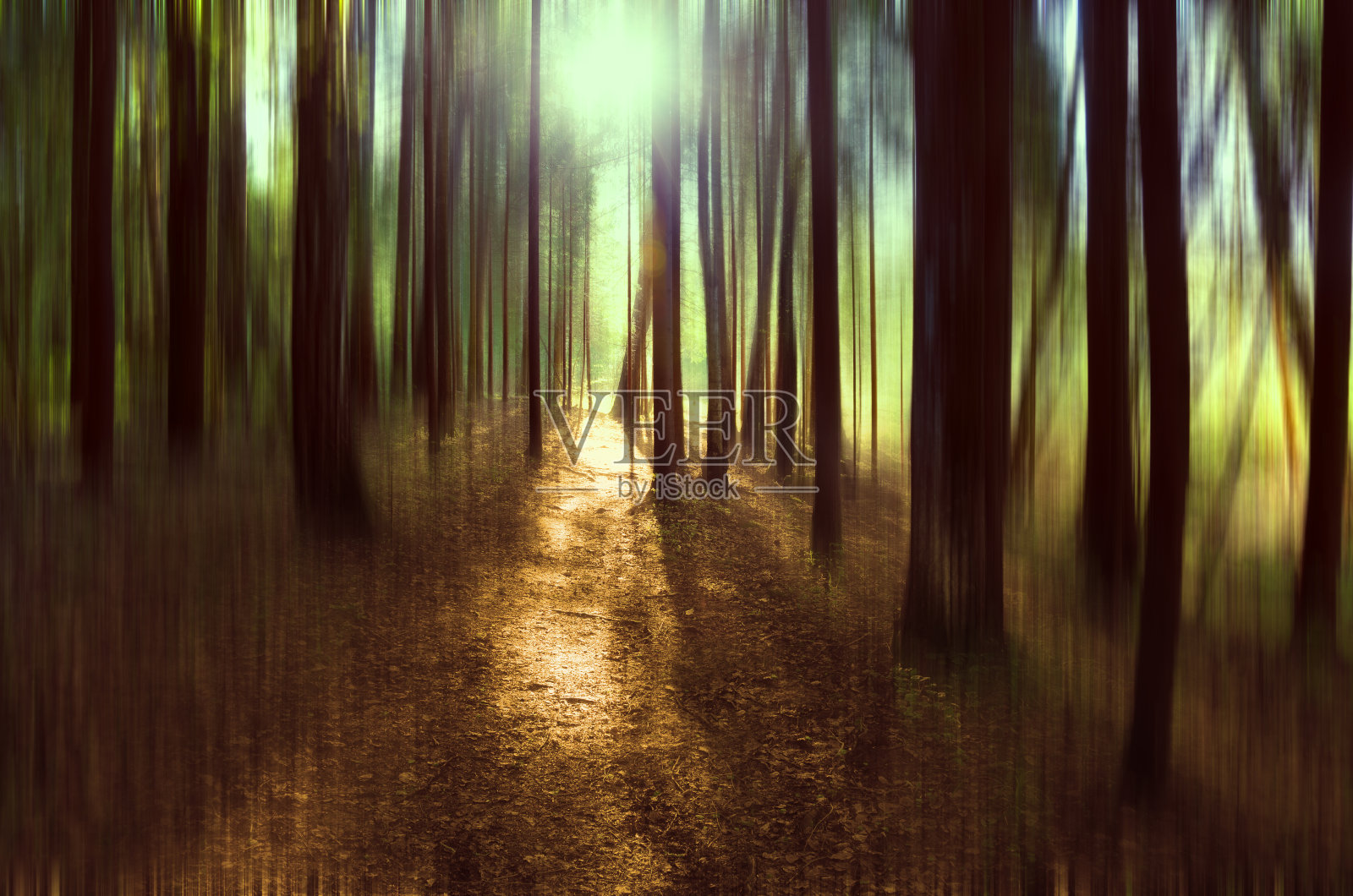 充满梦幻的针叶林里的阳光小径。照片摄影图片