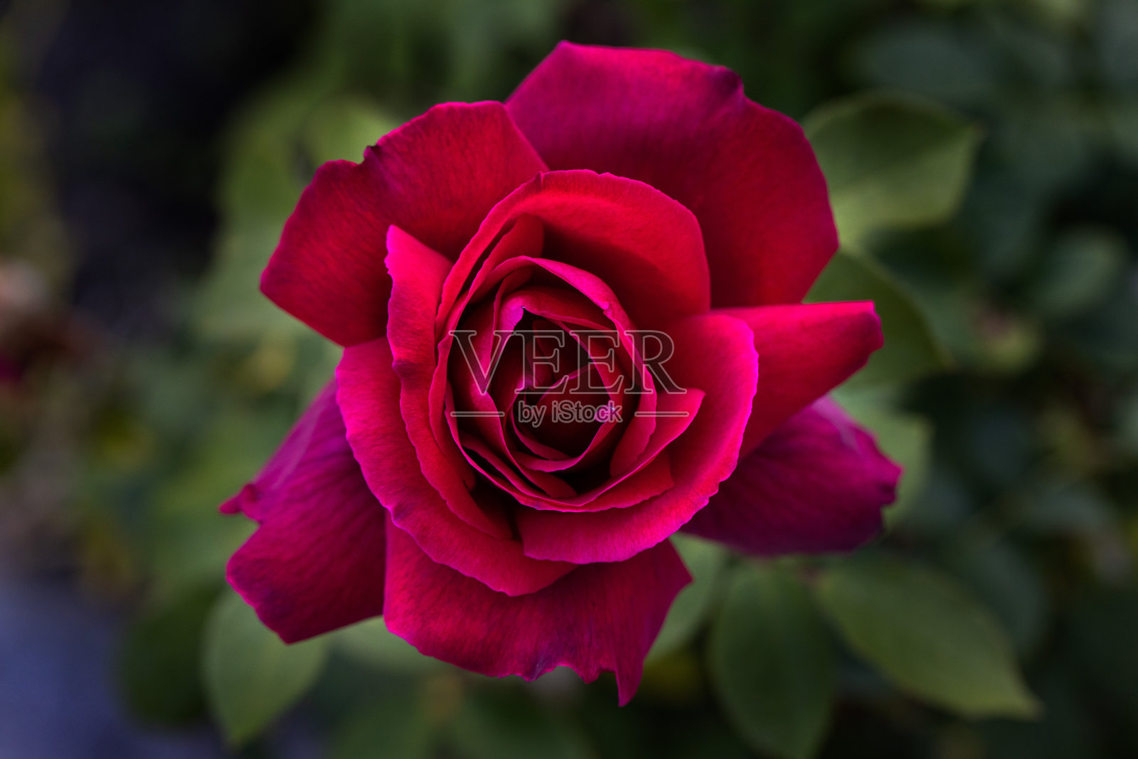 紫玫瑰照片摄影图片