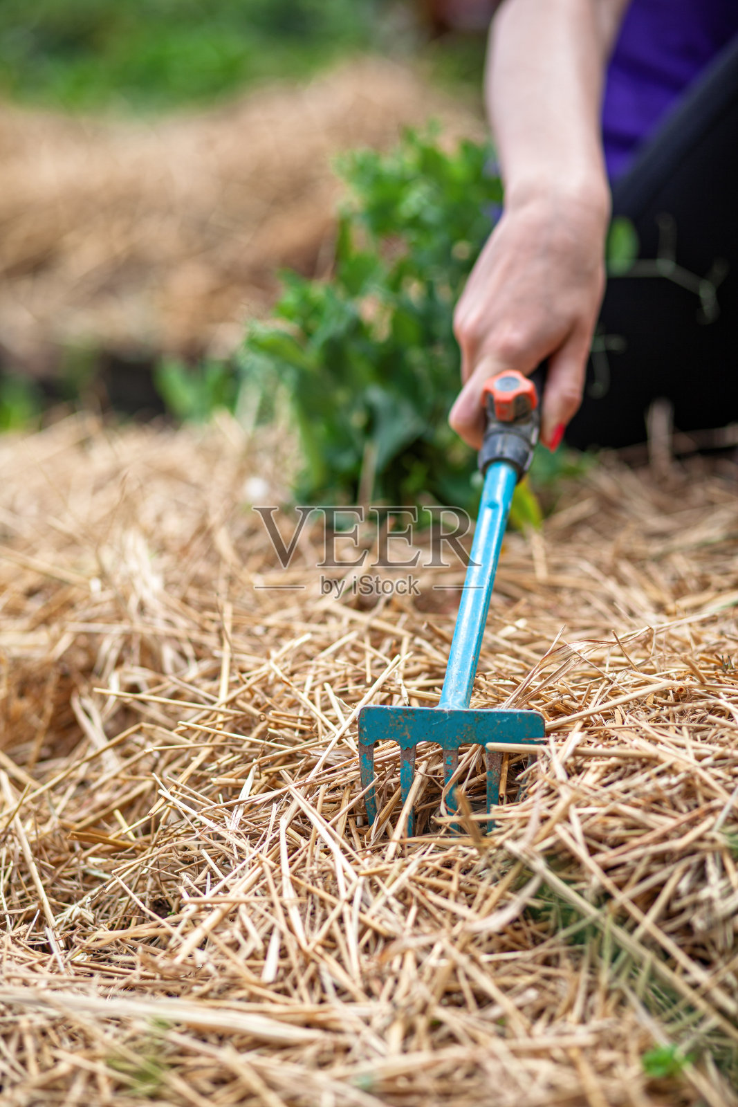 美丽的年轻女子在花园里处理有机食物照片摄影图片