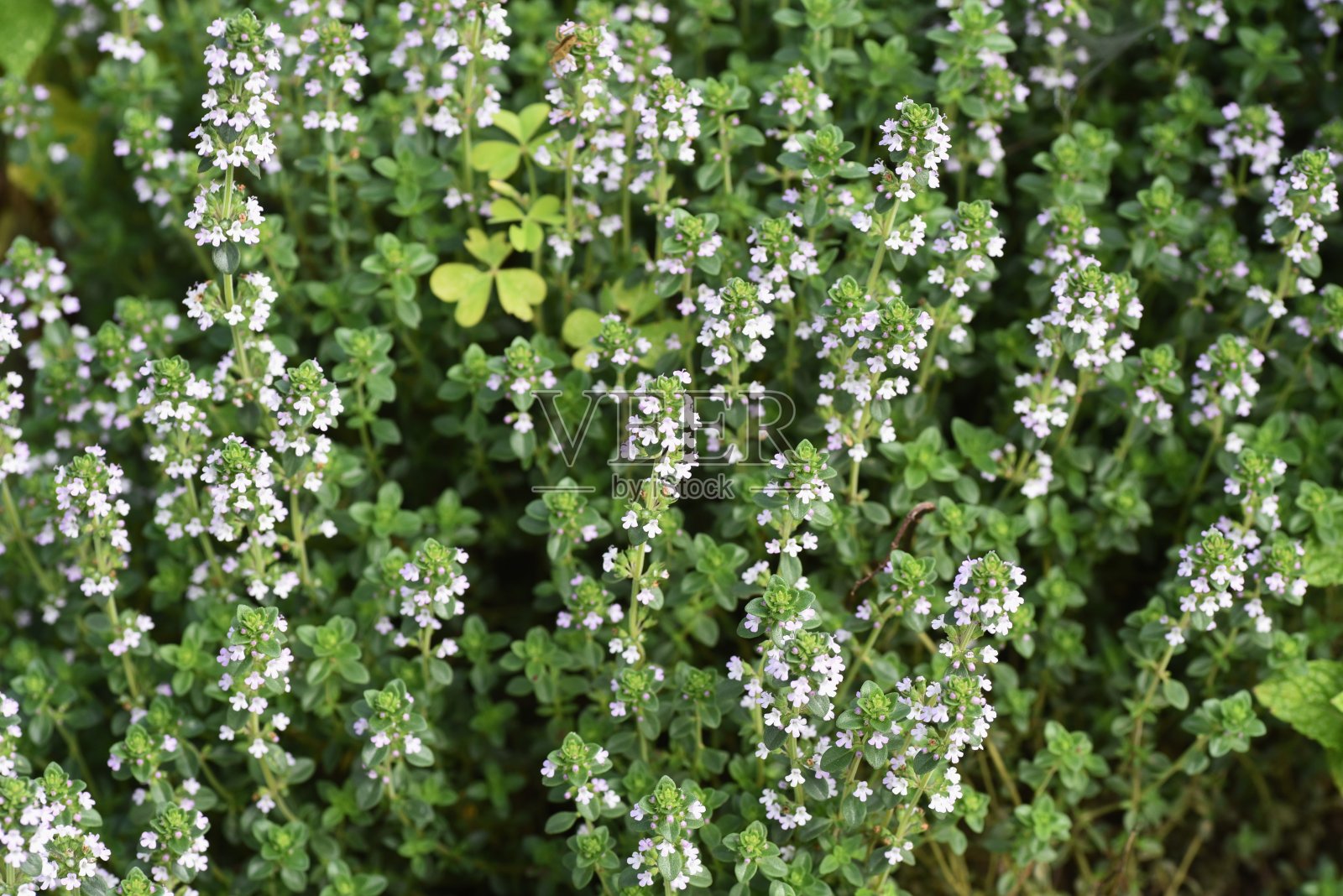 常见的百里香花照片摄影图片