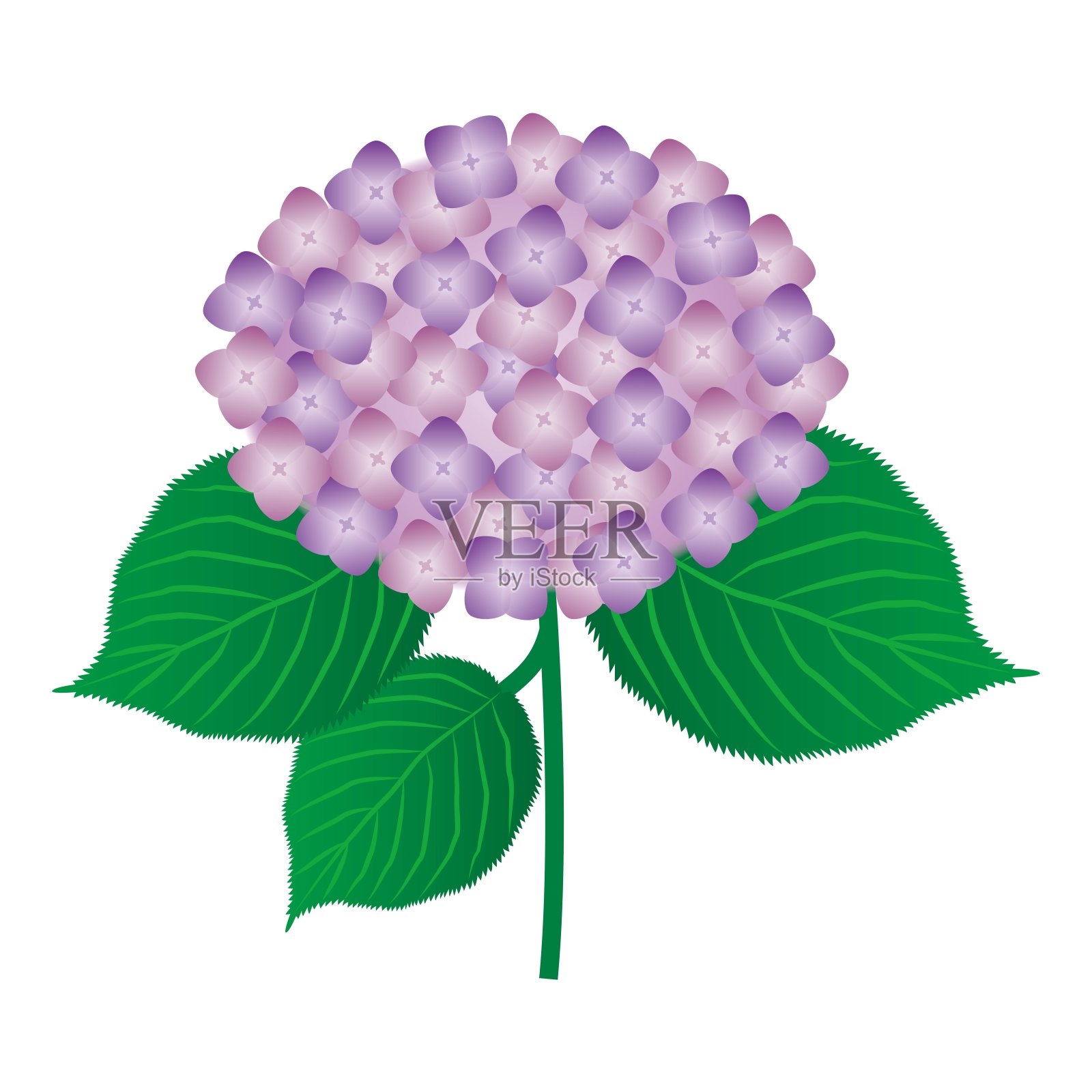 美丽的绣球花插图插画图片素材