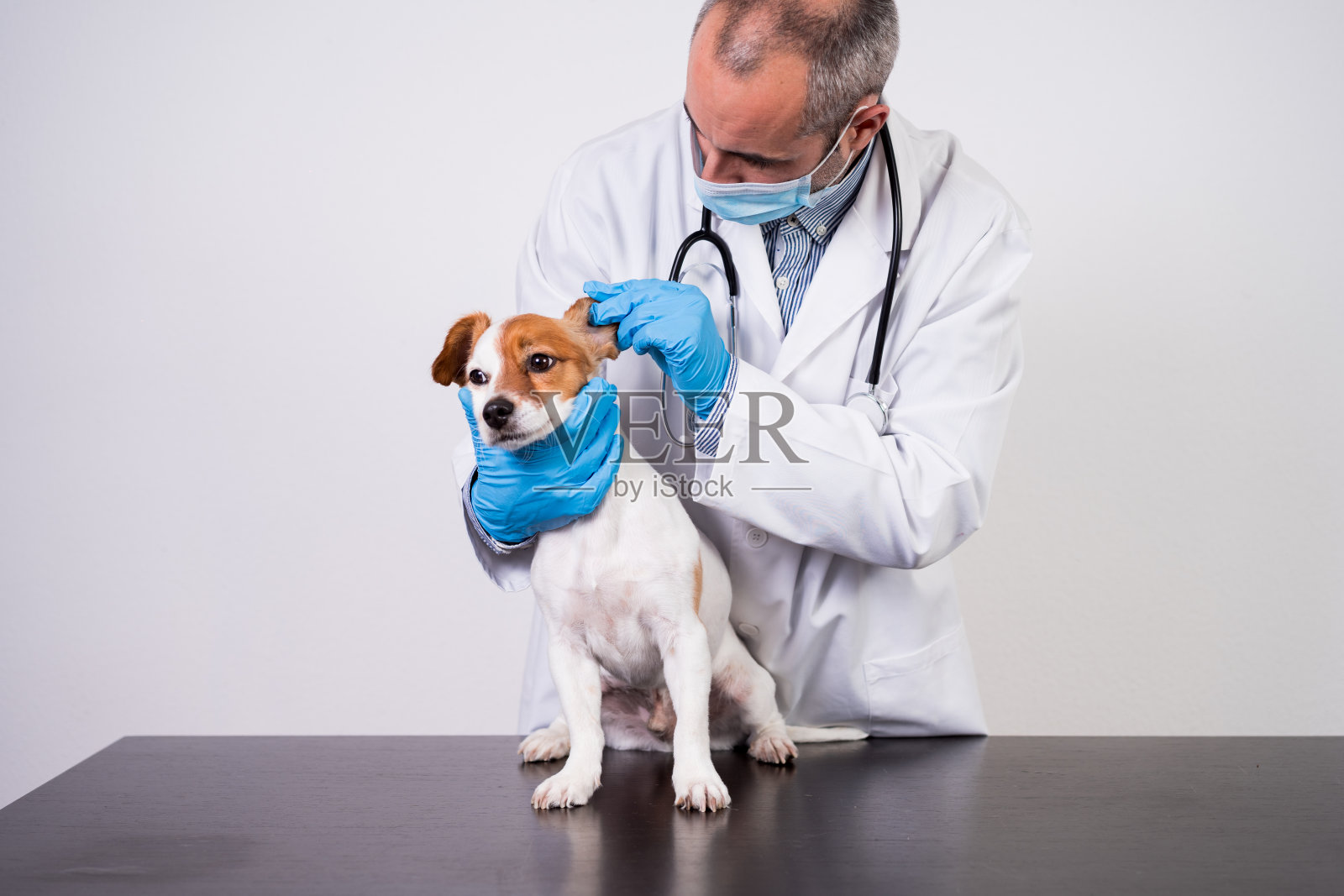 兽医在诊所工作与可爱的小杰克罗素狗。隔离期间佩戴防护手套和口罩。医生检查牙齿。宠物医疗保健照片摄影图片