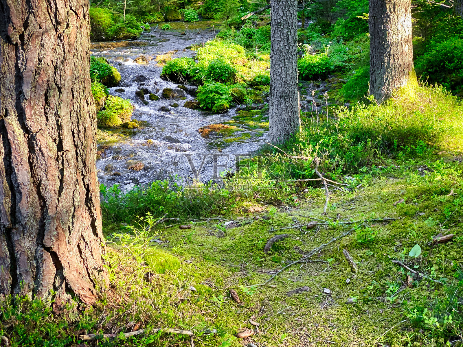 森林与河流照片摄影图片