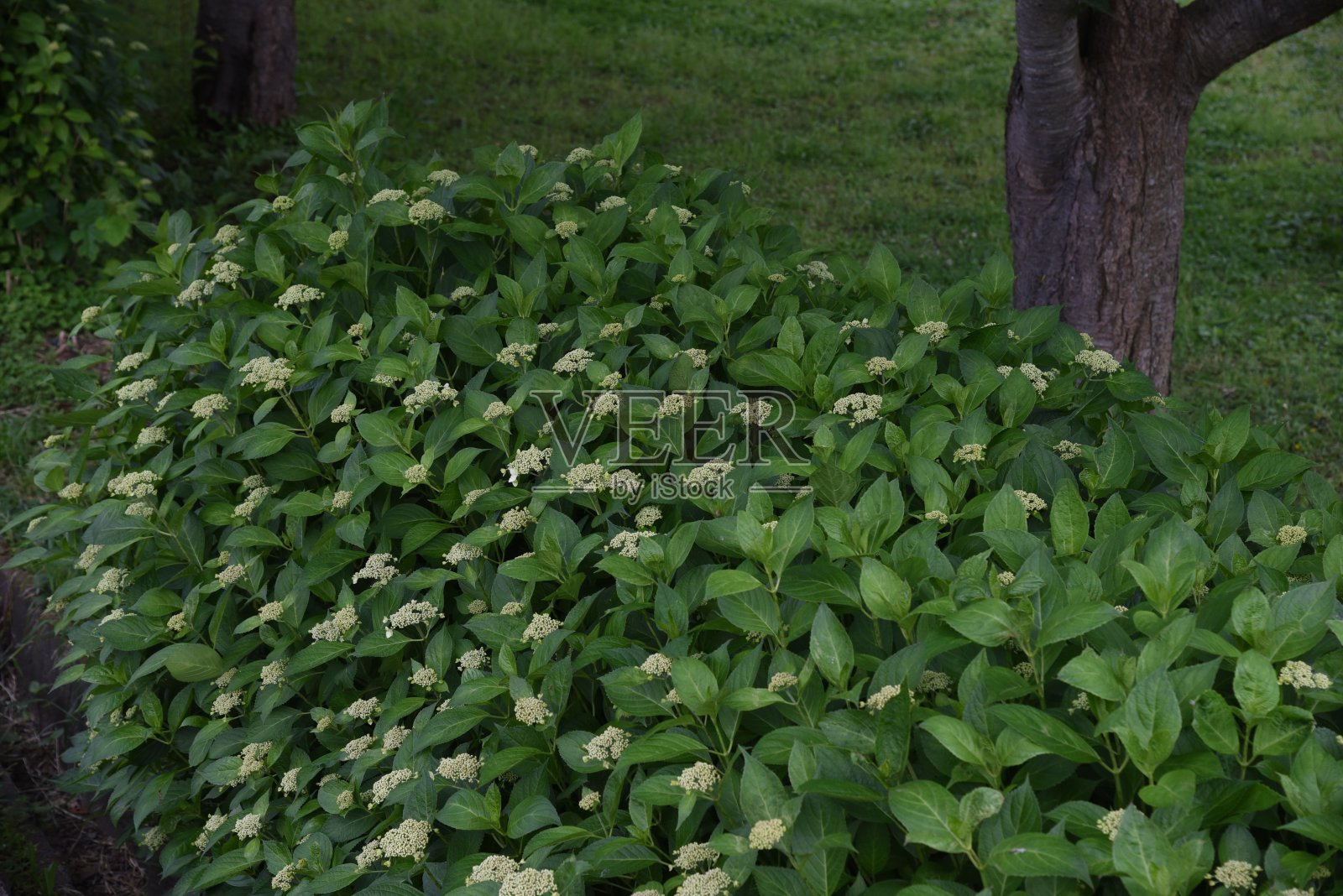 绣球花的花蕾照片摄影图片