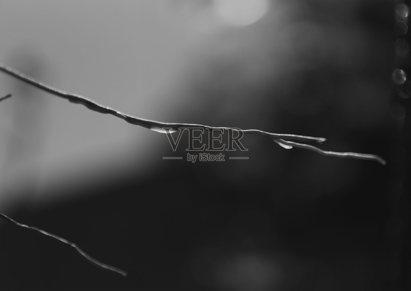 黑白色分支|#2照片摄影图片