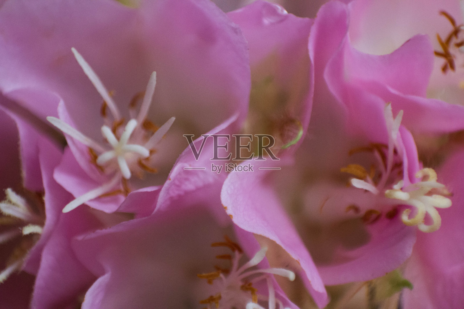 粉红花朵| #2照片摄影图片