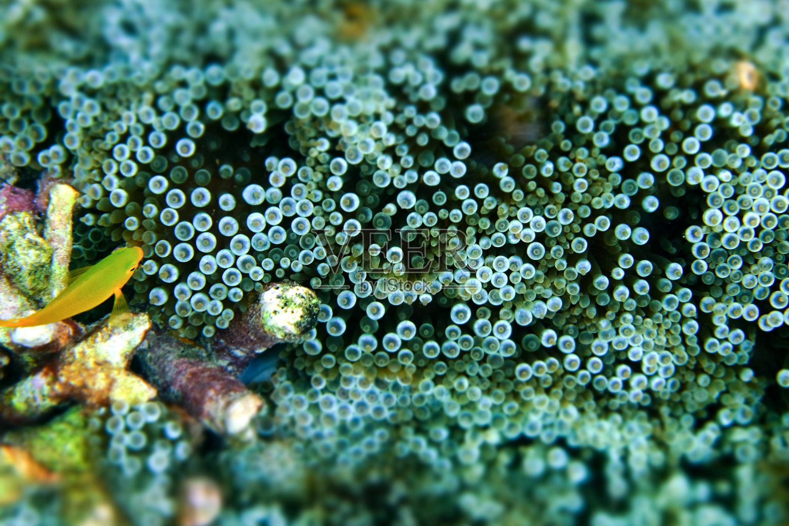 缅甸考克伯恩岛海底的海葵照片摄影图片