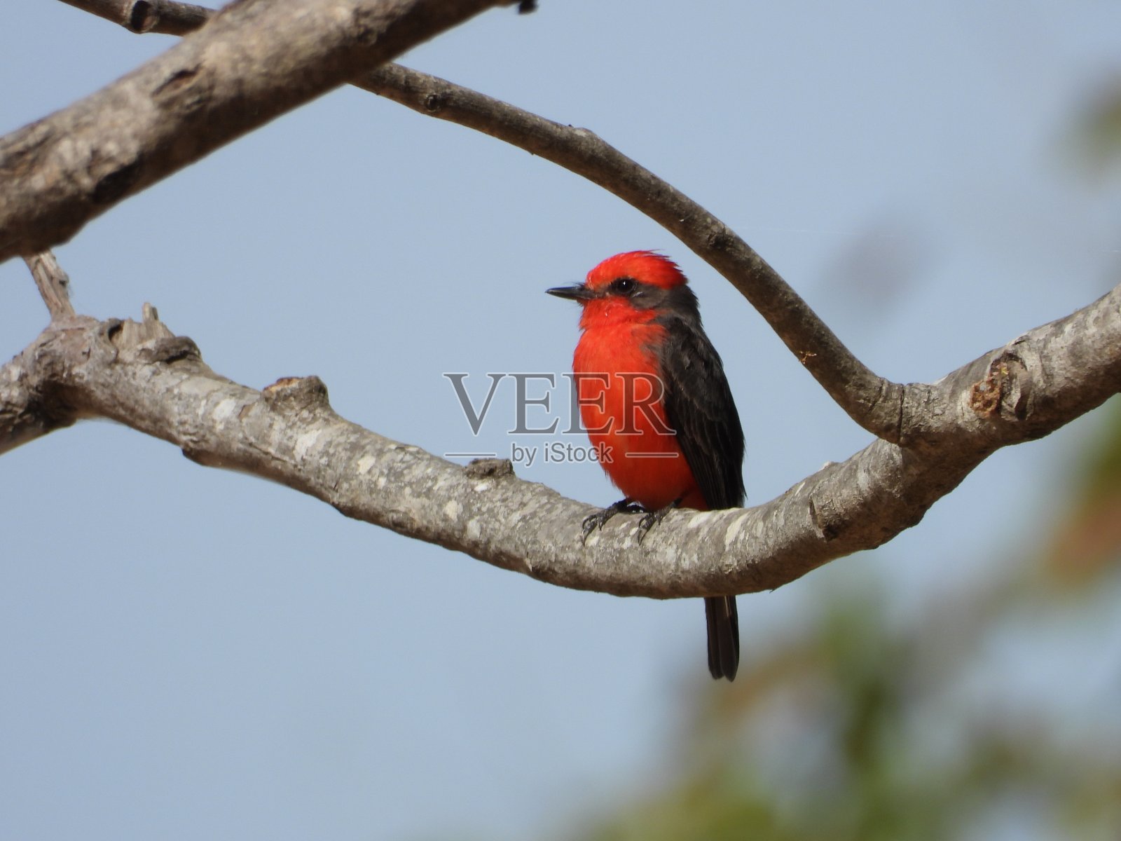 朱红色的捕蝇草照片摄影图片