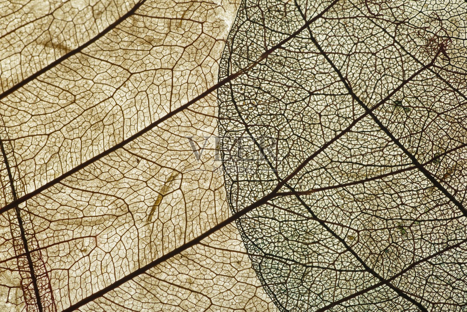 树叶拉近了背景。干燥的老叶子上有一个微小的图案，在一个轻，装饰的背景。自然、植物学、生物学和科学概念。照片摄影图片