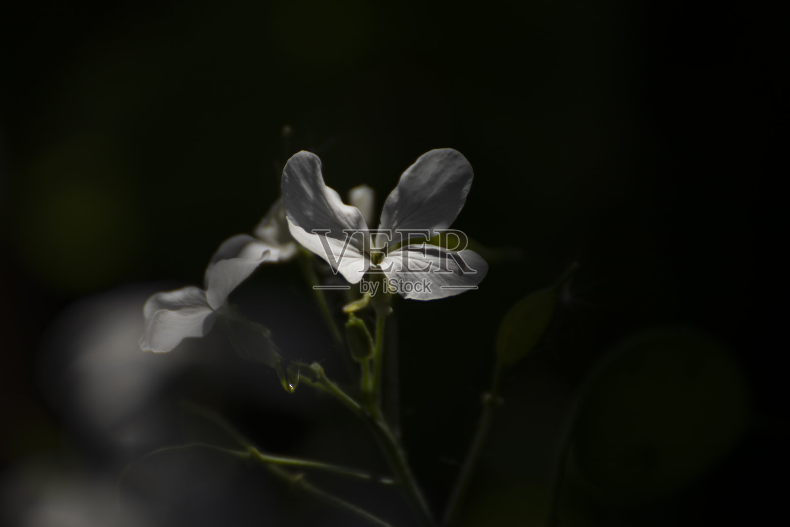 春天美丽的花在花园里照片摄影图片