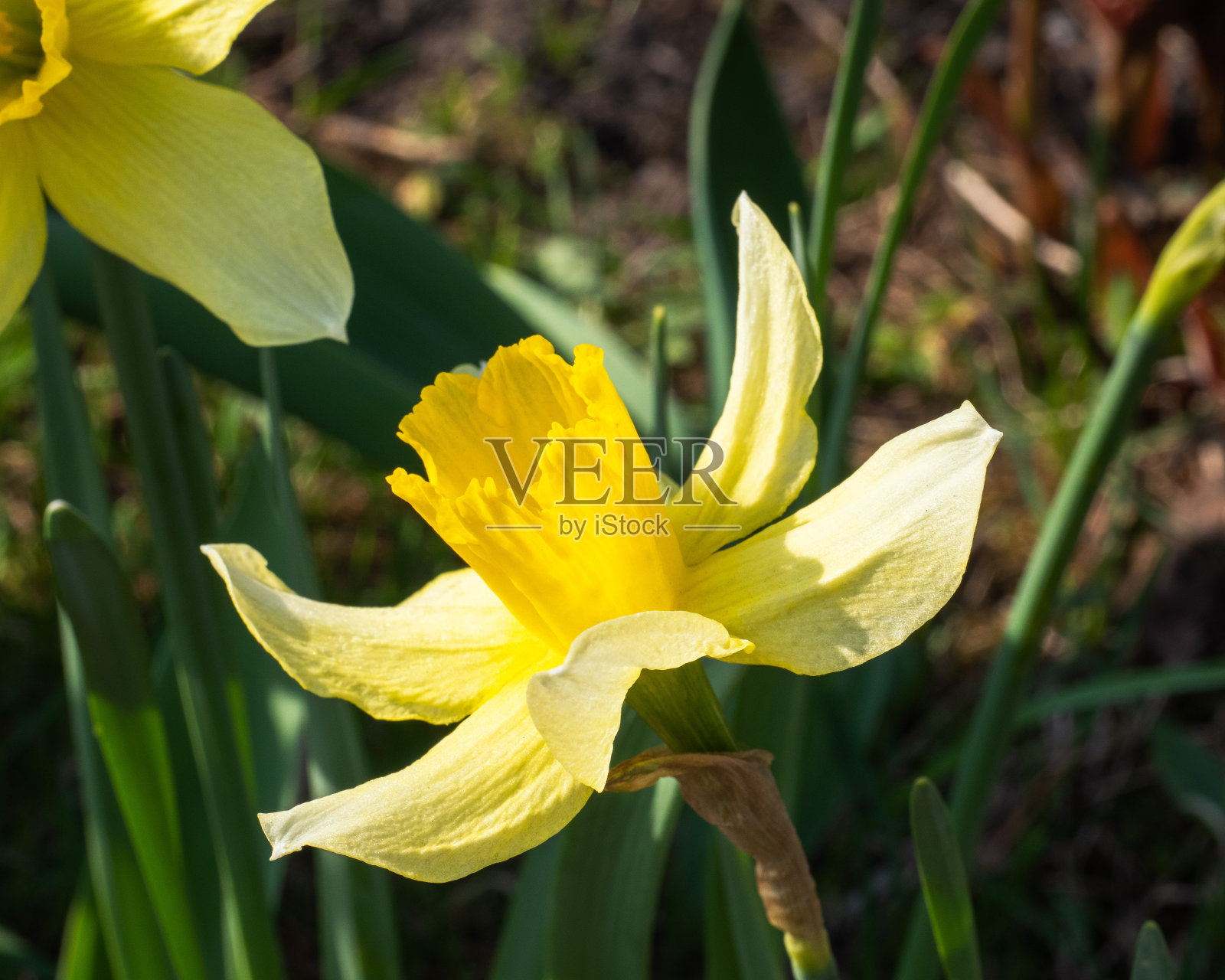 春天美丽的黄水仙花在花坛上生长照片摄影图片