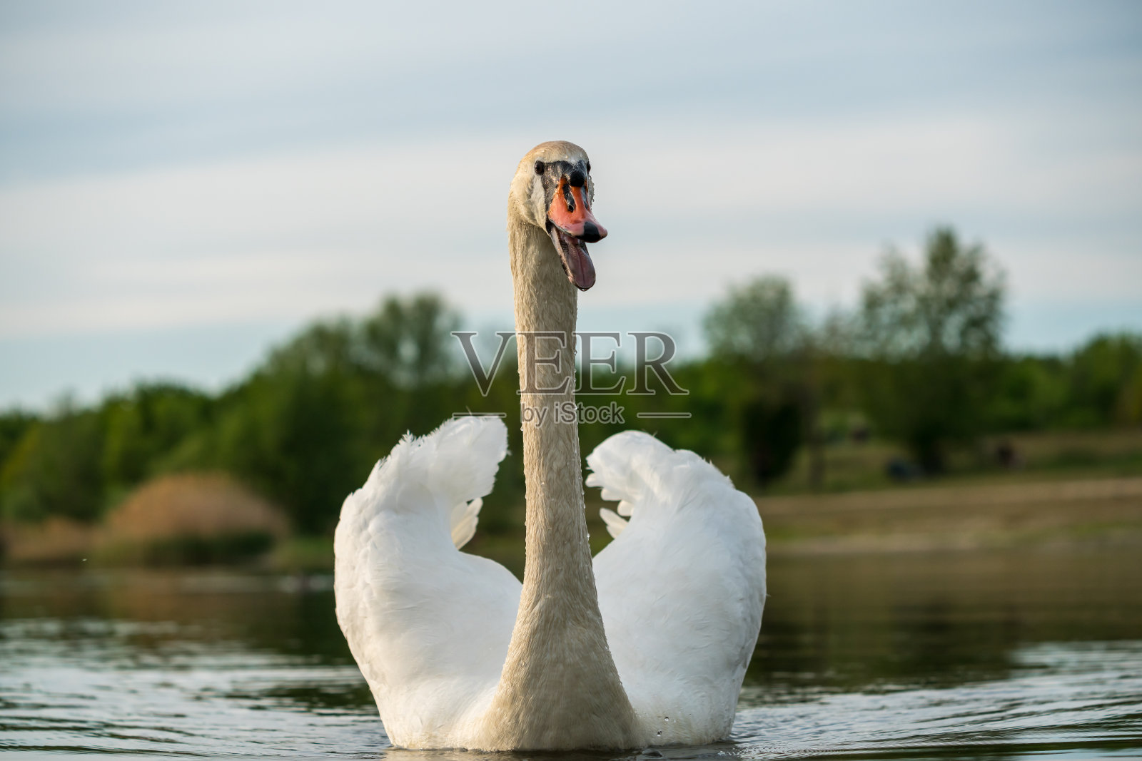 天鹅照片摄影图片