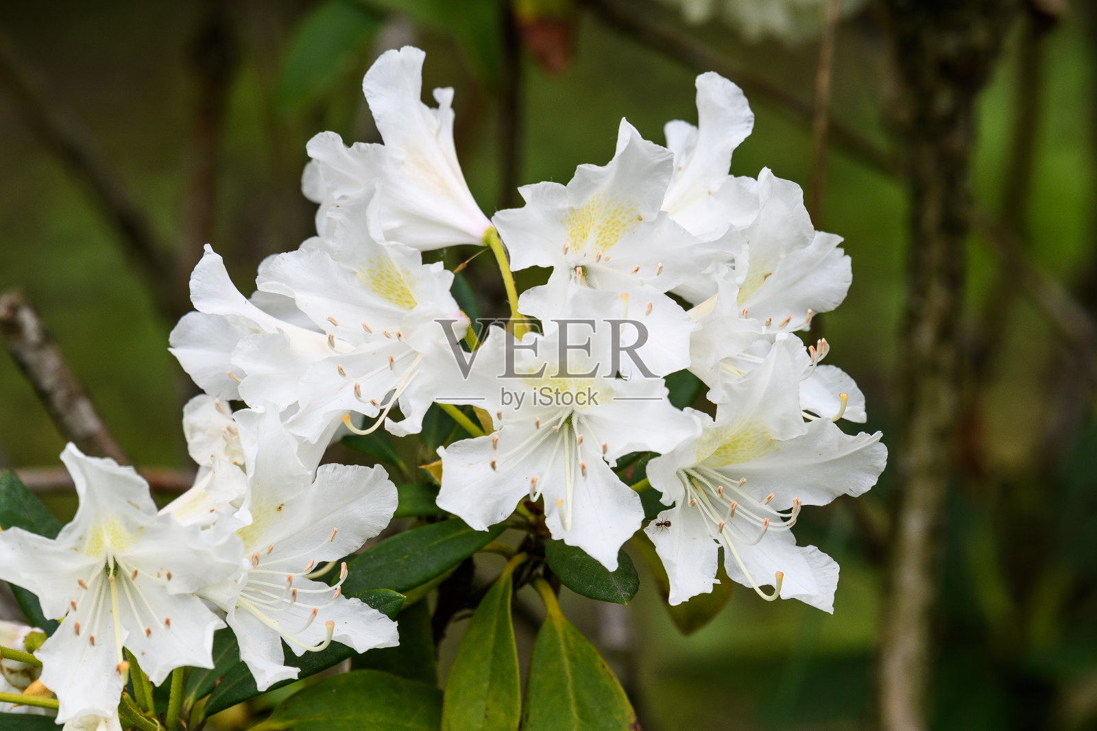 一丛娇嫩的白色杜鹃花或杜鹃花植物在阳光明媚的春天日本花园中，美丽的户外花卉背景照片摄影图片