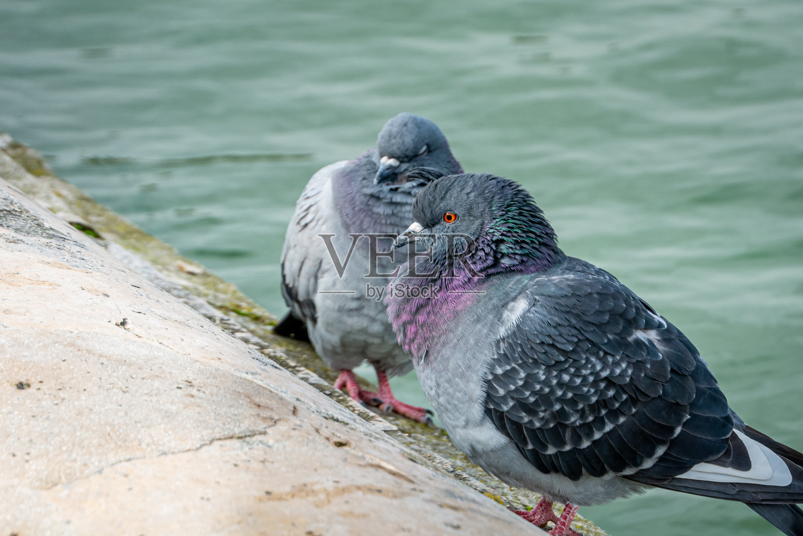 两只鸽子靠近巴黎的塞纳河。照片摄影图片
