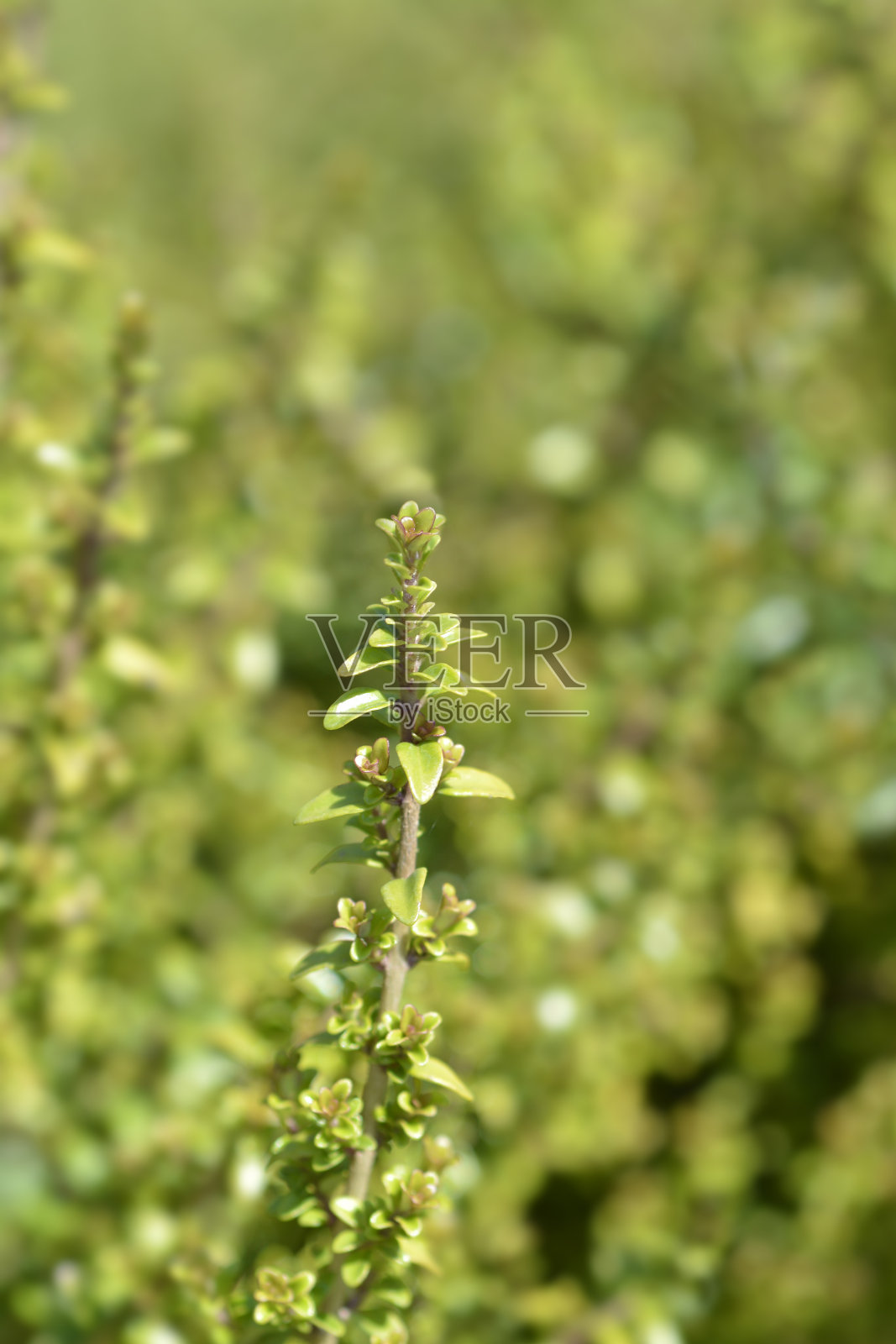 灌木的金银花照片摄影图片