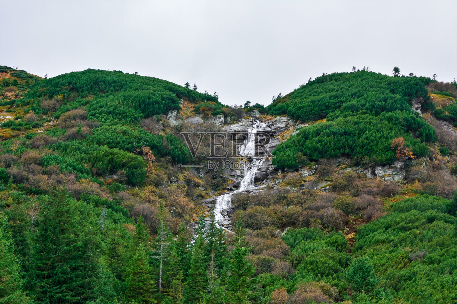 壮丽的全景针叶林在伟大的喀尔巴阡山脉和美丽的蓝天背景。照片摄影图片