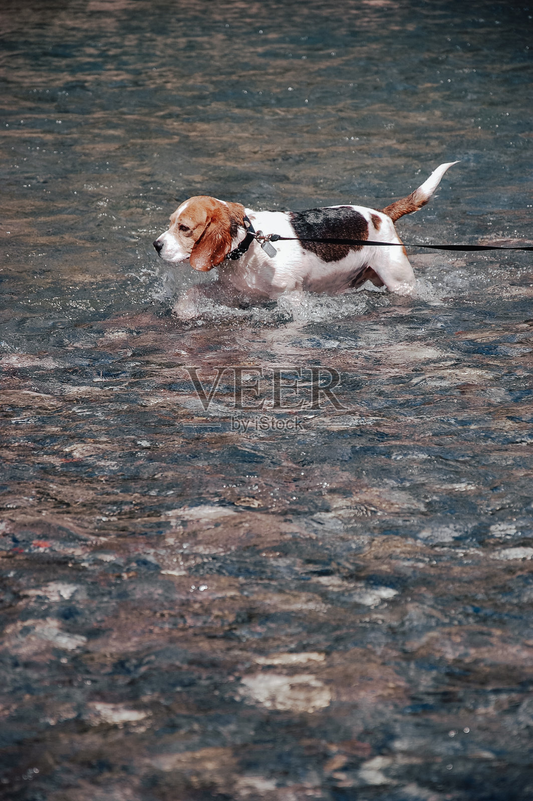 小猎犬号照片摄影图片