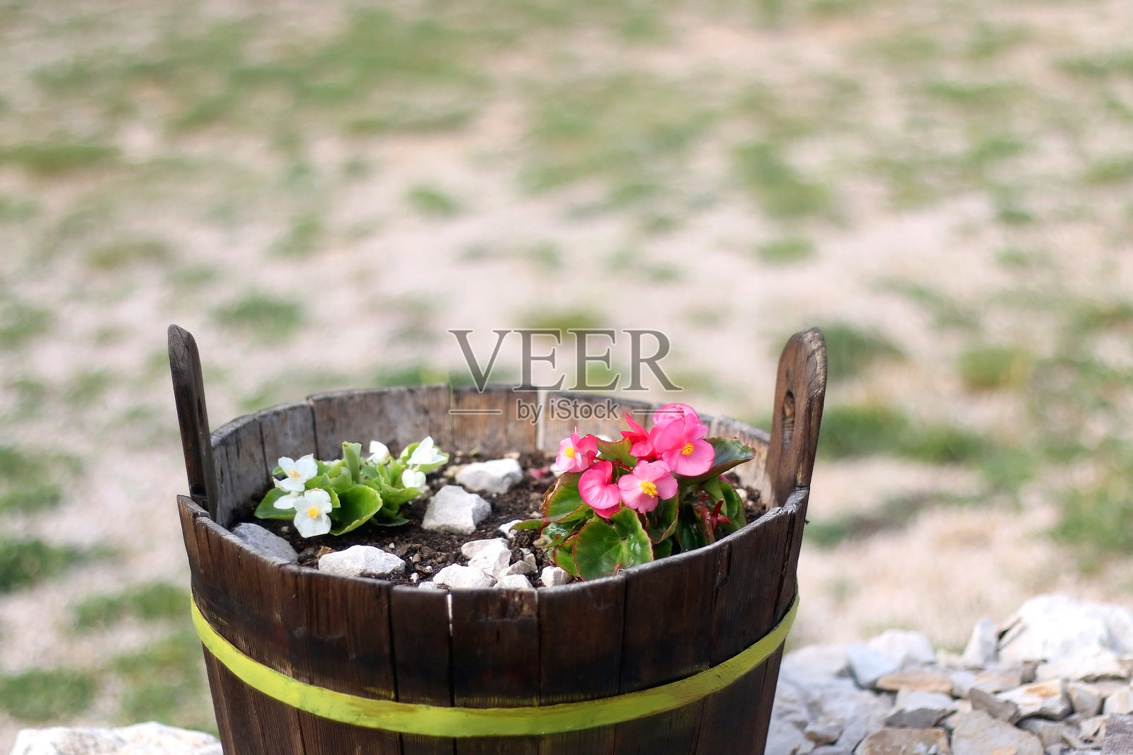 花园里的花照片摄影图片