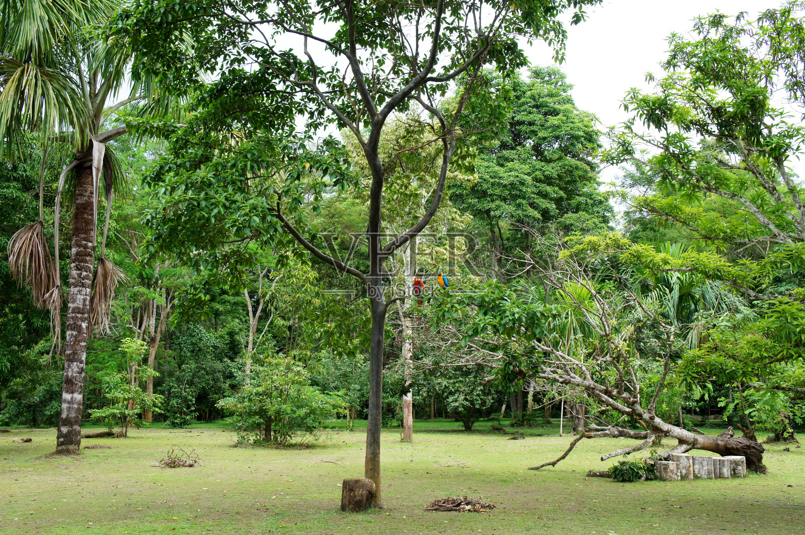 两个金刚鹦鹉照片摄影图片