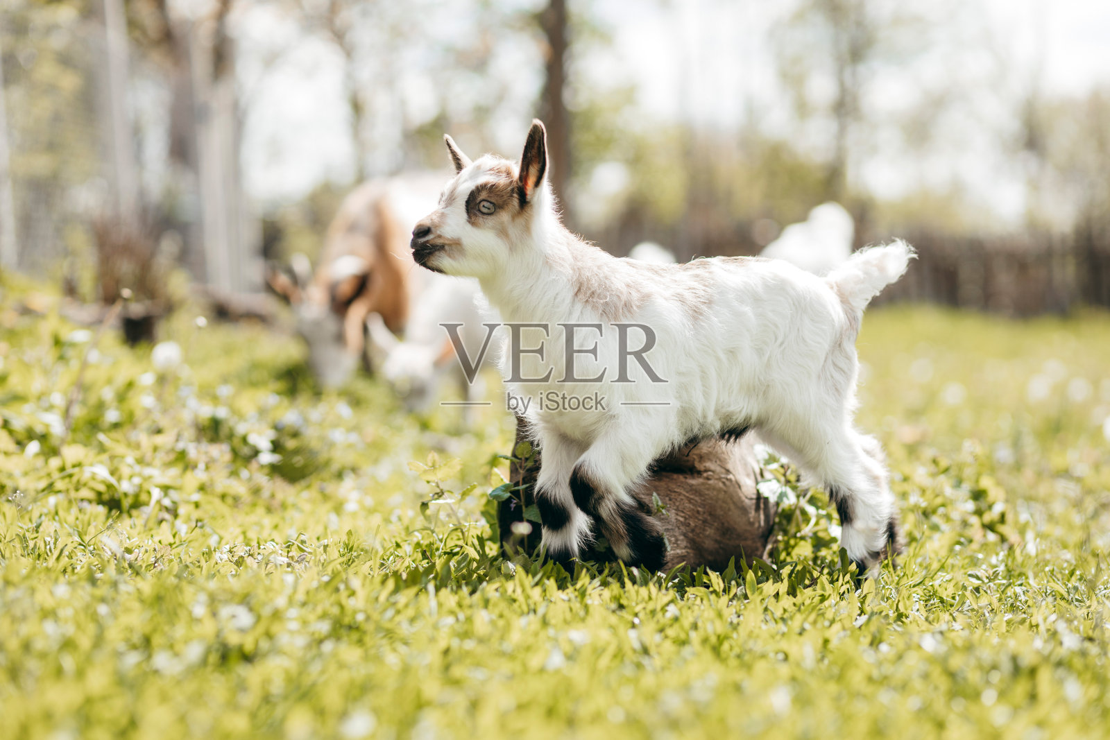 美丽的夏季景观与山羊照片摄影图片