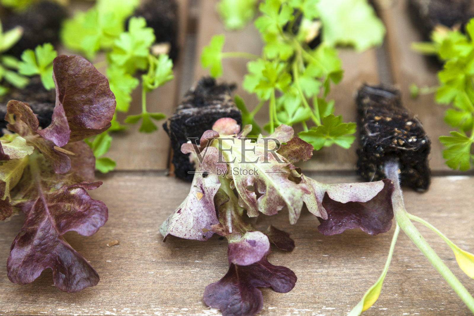 适合在城市花园中生长的苗圃变异植物照片摄影图片