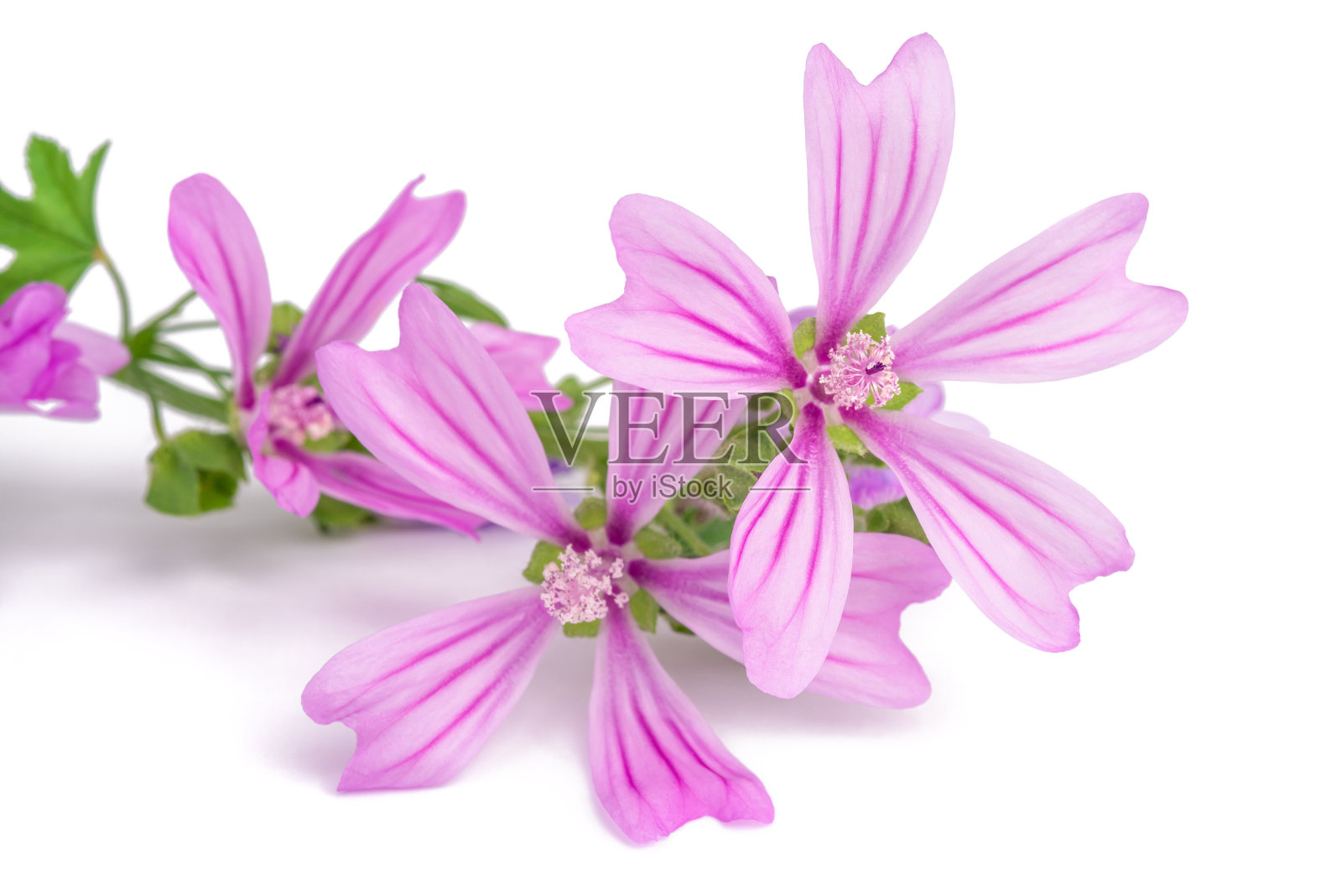 锦葵(锦葵营造针)照片摄影图片