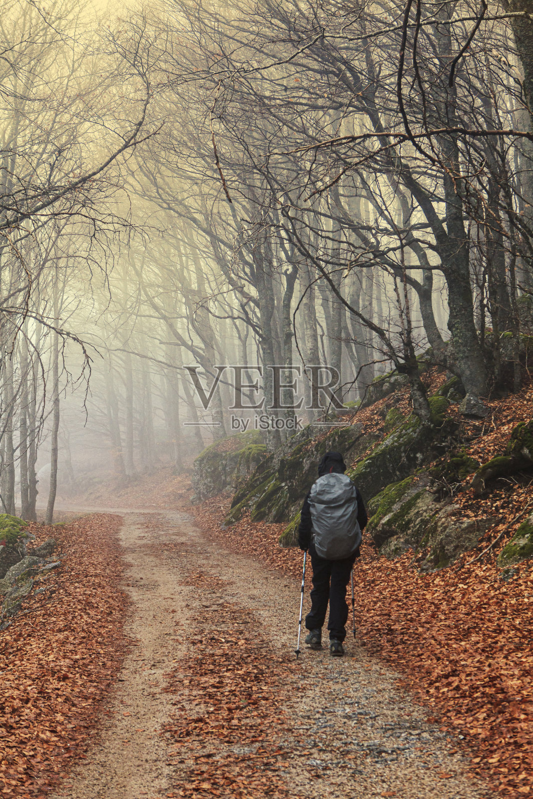 在森林里行走的女人照片摄影图片